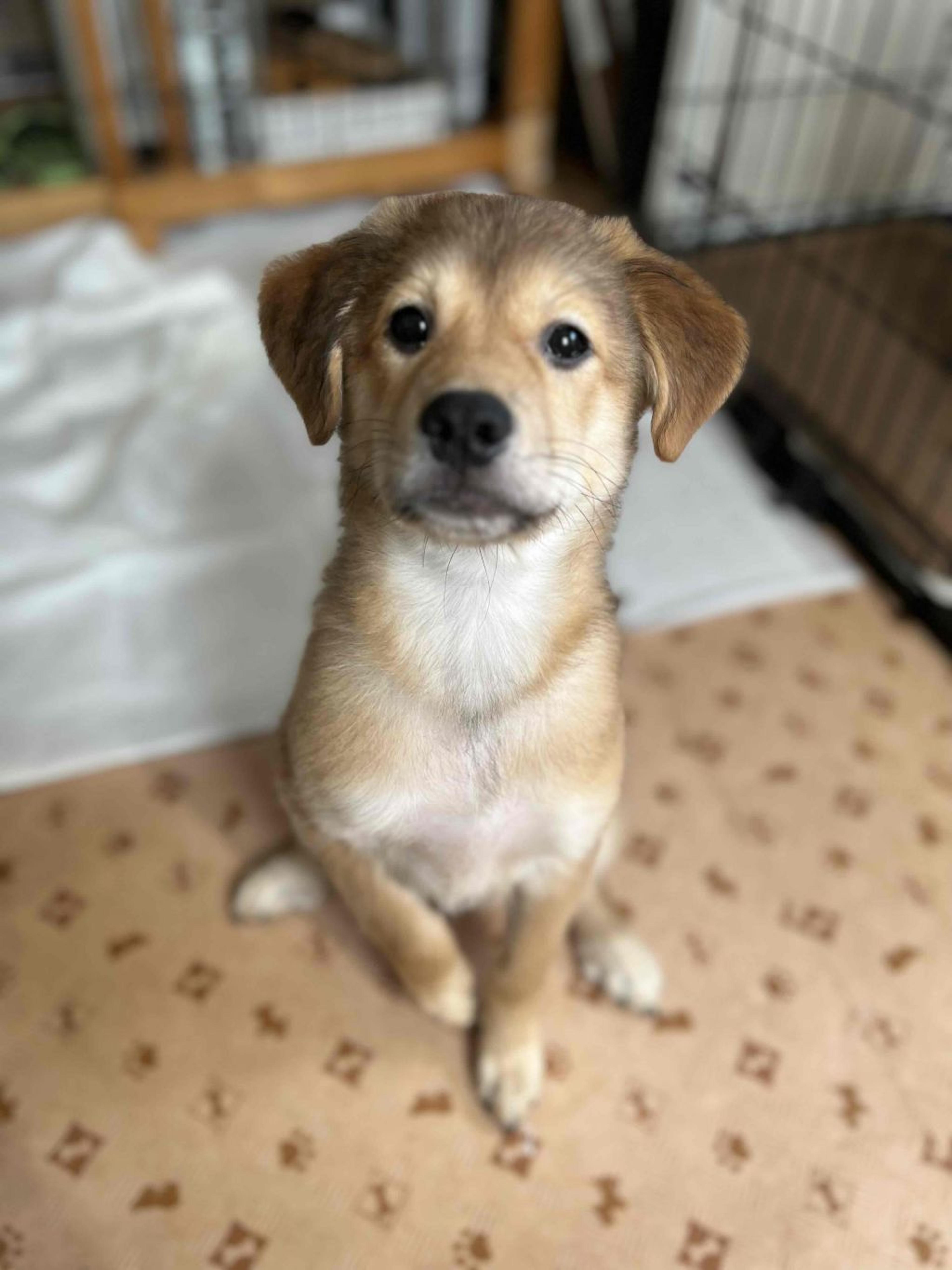 pet-image-8