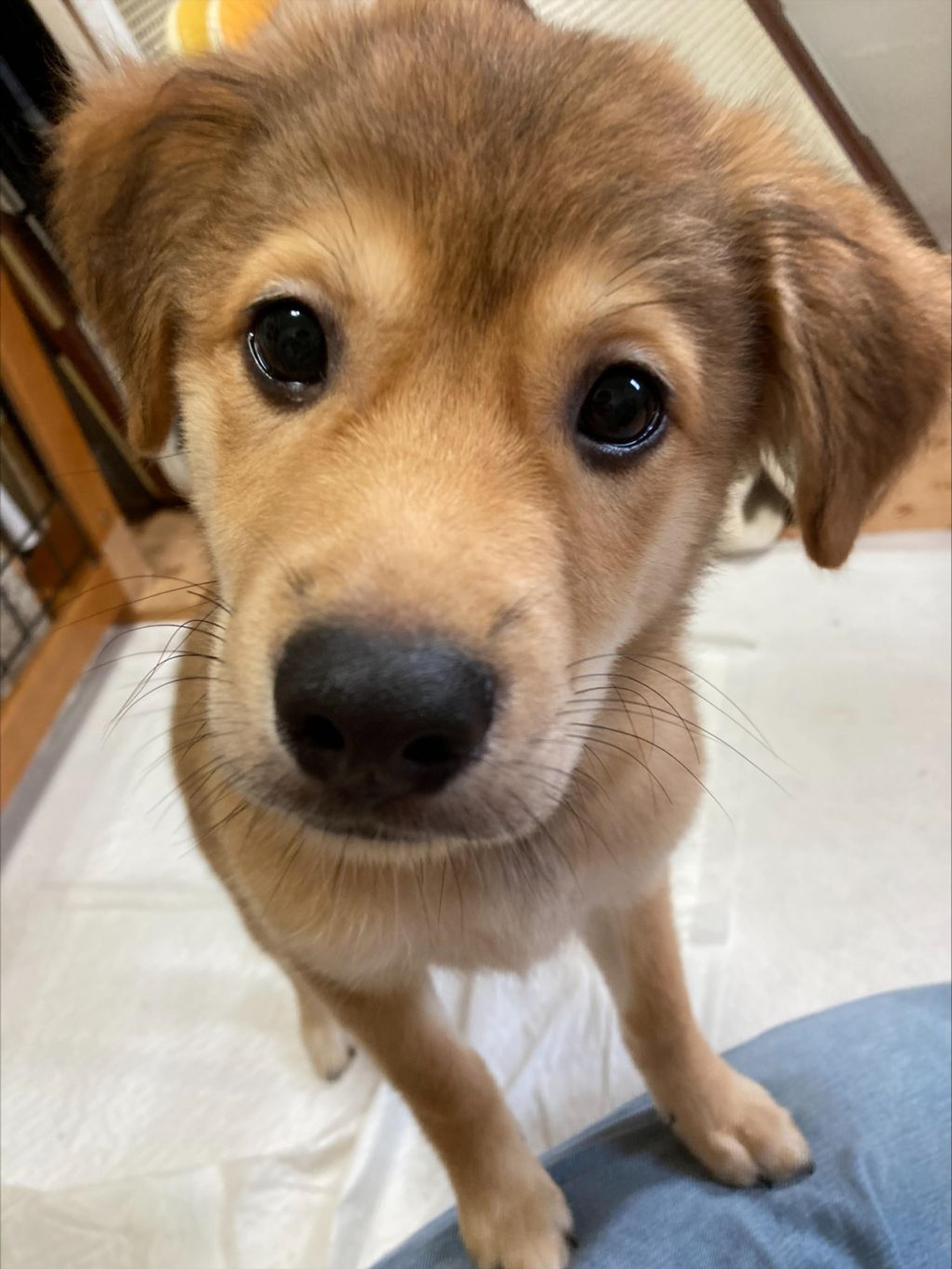 pet-image-9