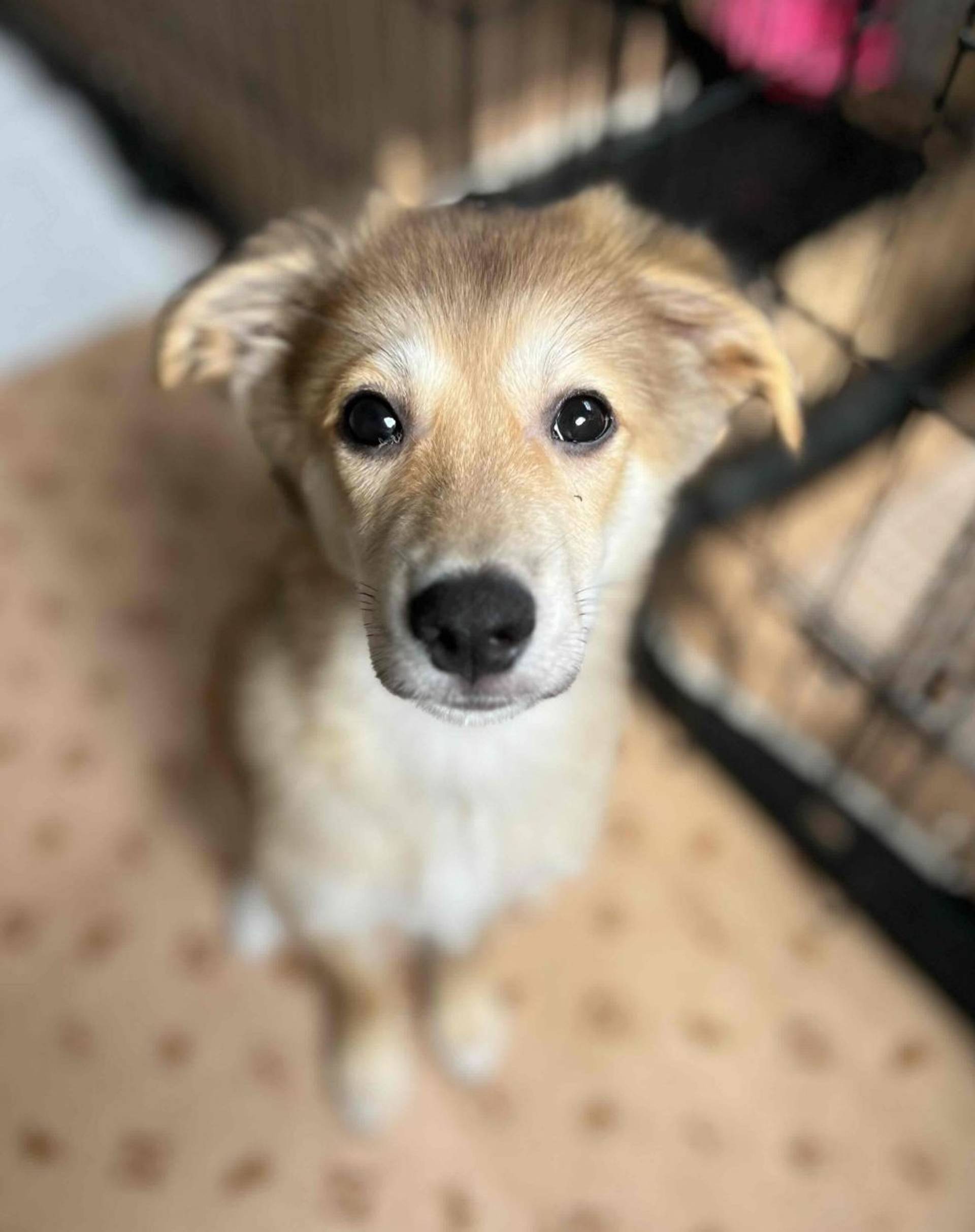 雑種（ミックス犬）・オスの里親募集の写真
