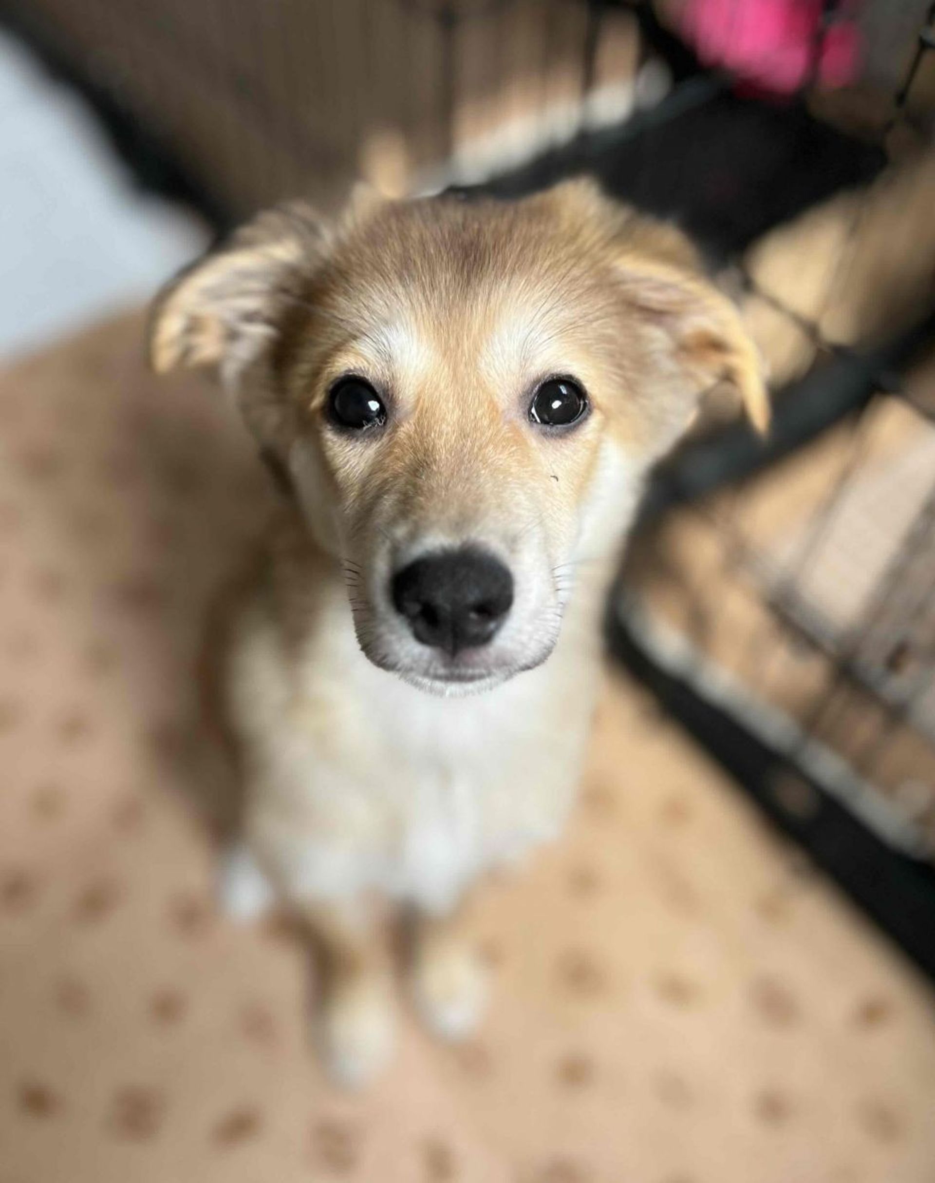 雑種（ミックス犬）・オスの里親募集の写真