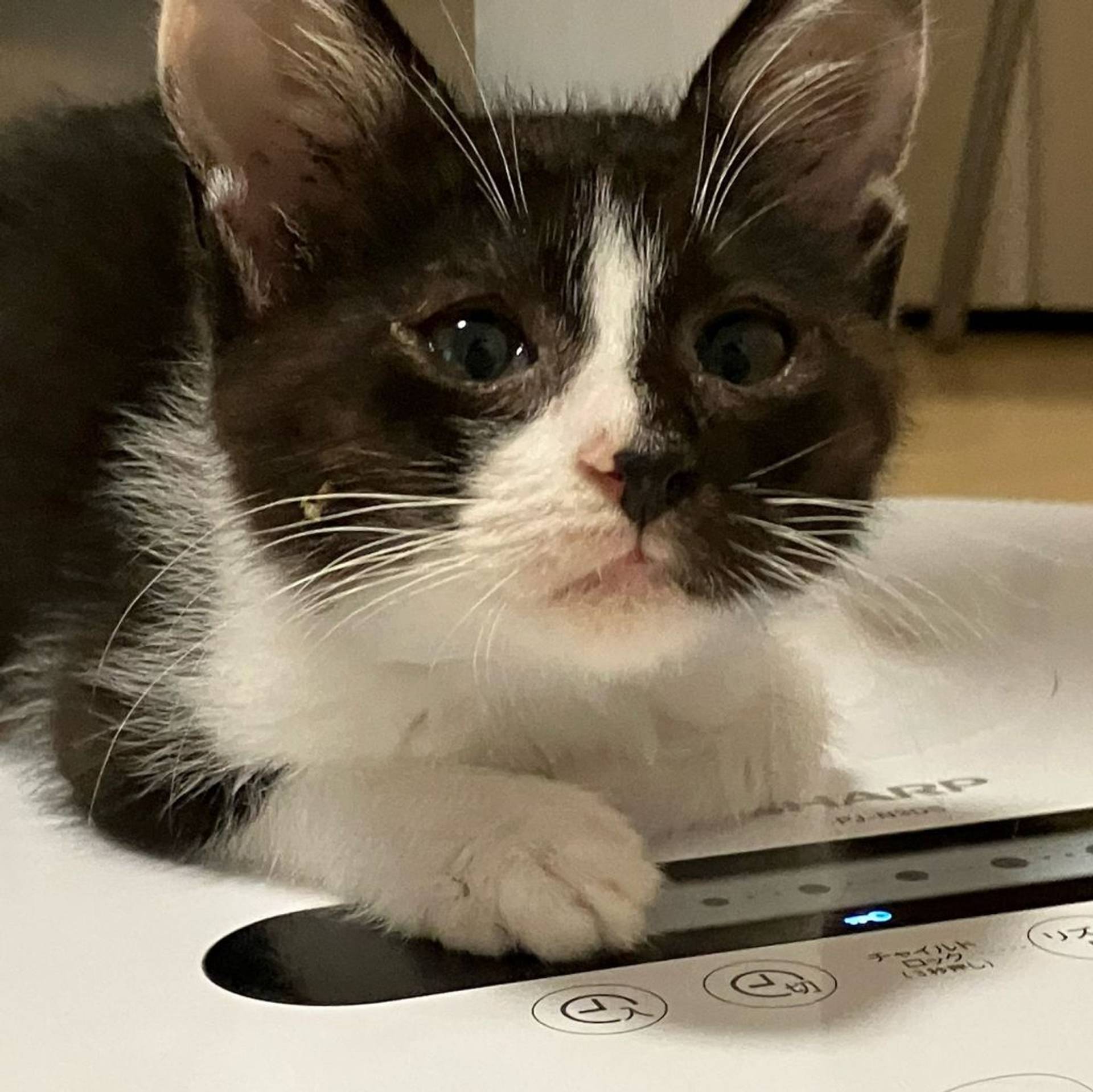 雑種（ミックス猫）・オスの里親募集の写真
