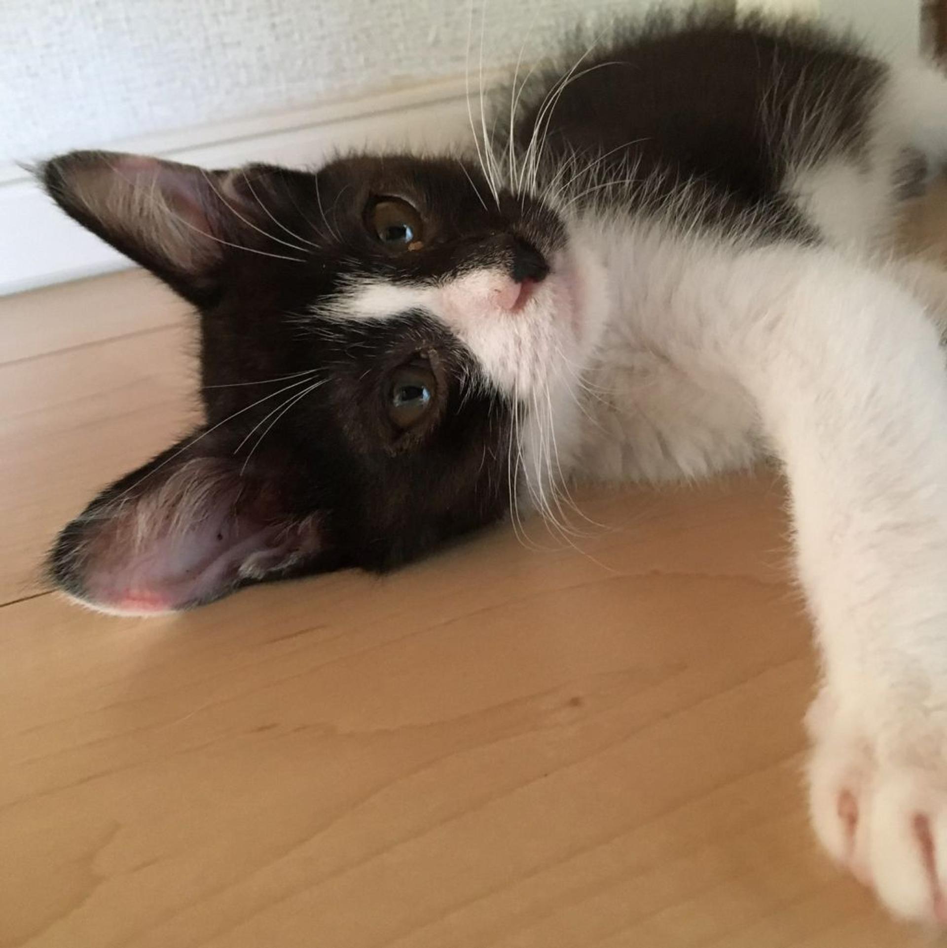 pet-image-4
