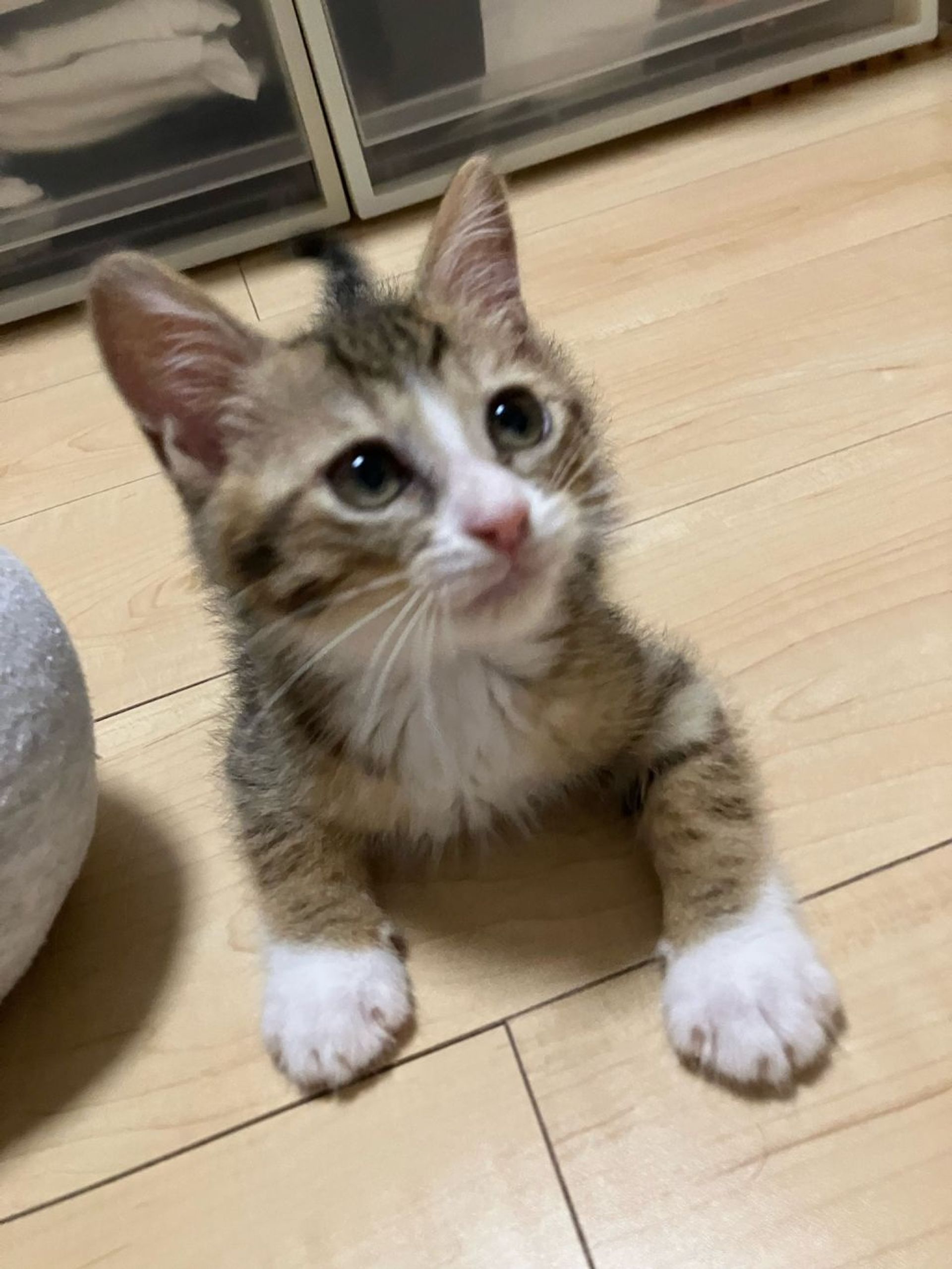 雑種（ミックス猫）・オスの里親募集の写真
