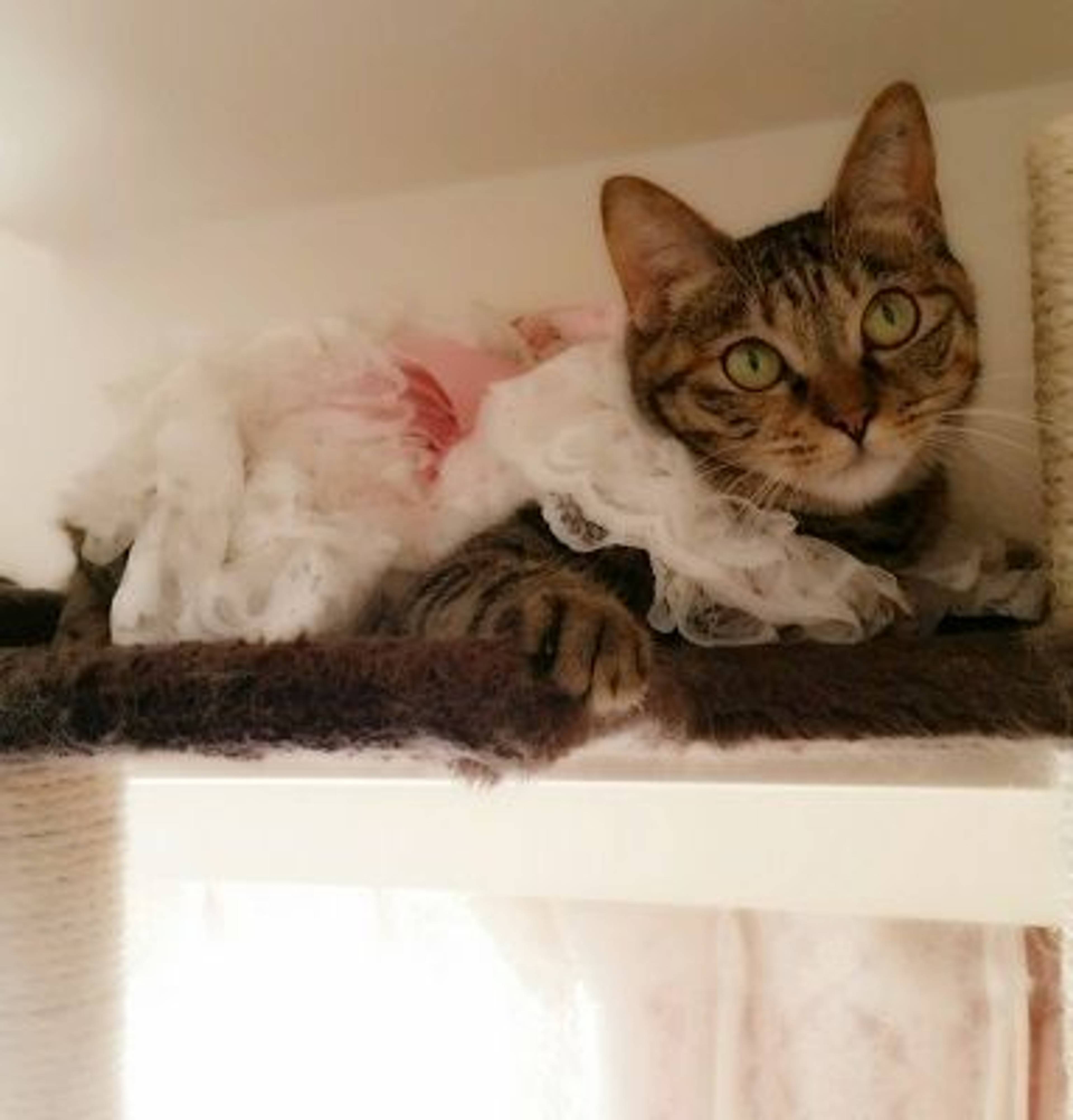 雑種（ミックス猫）・メスの里親募集の写真