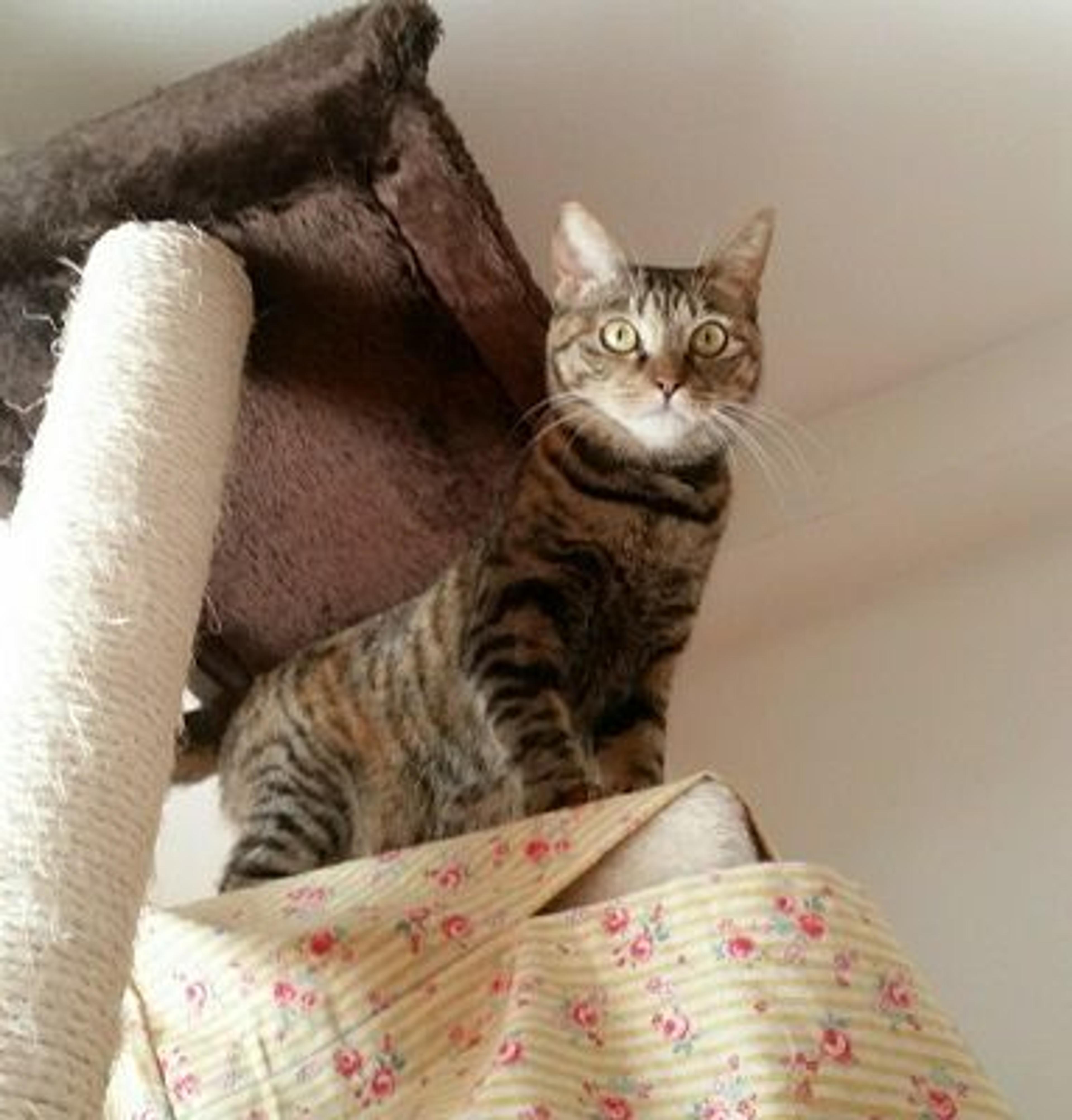 pet-image-2