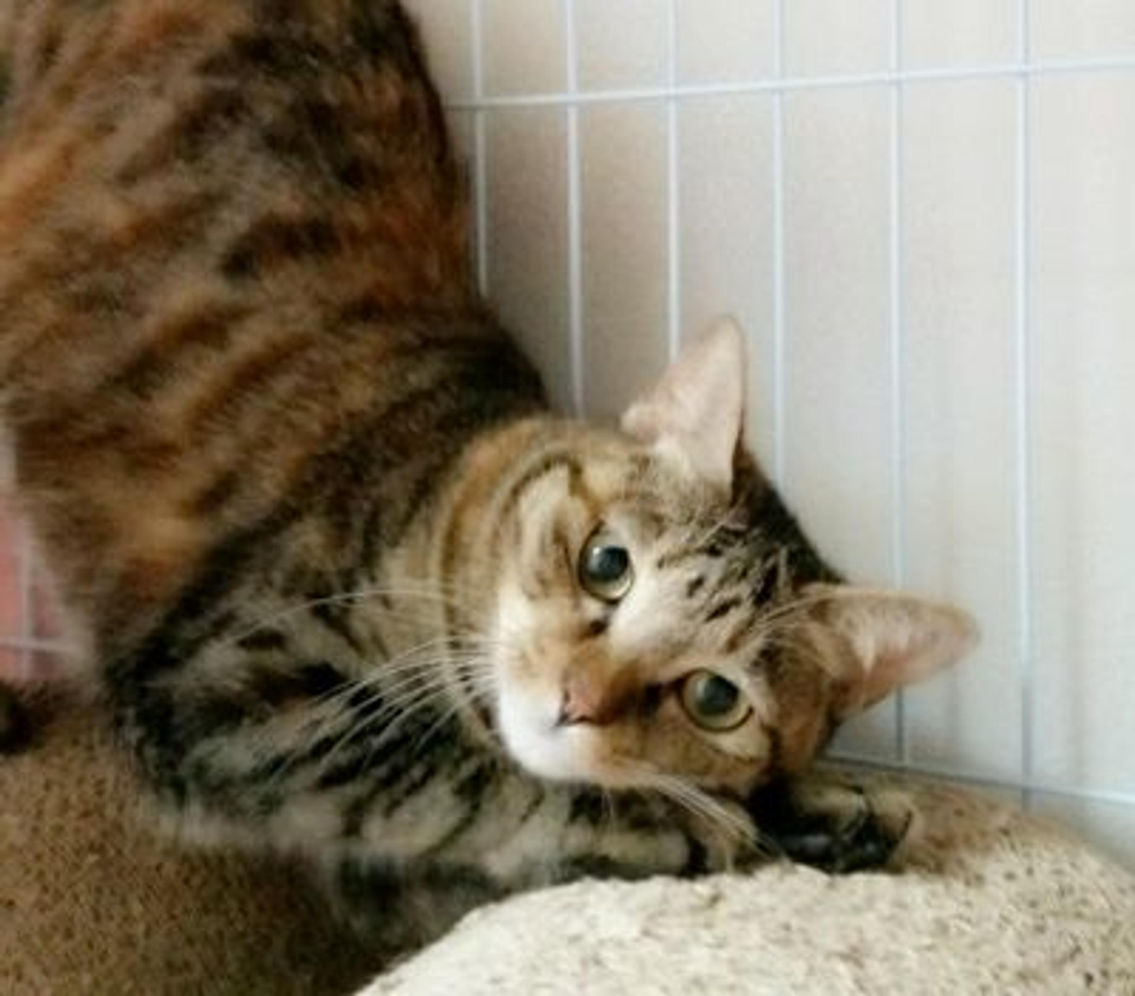 pet-image-3