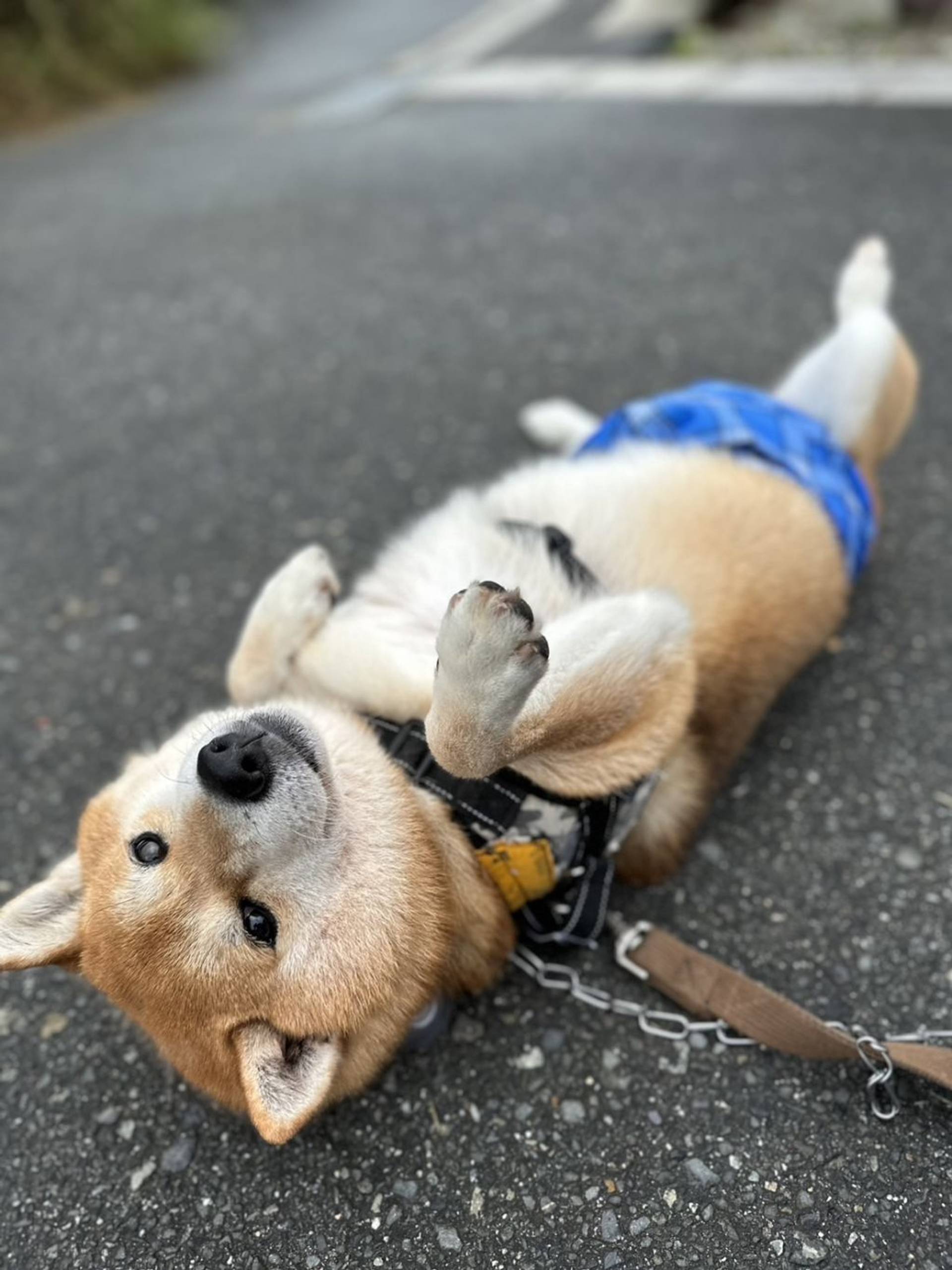 柴犬・オスの里親募集の写真