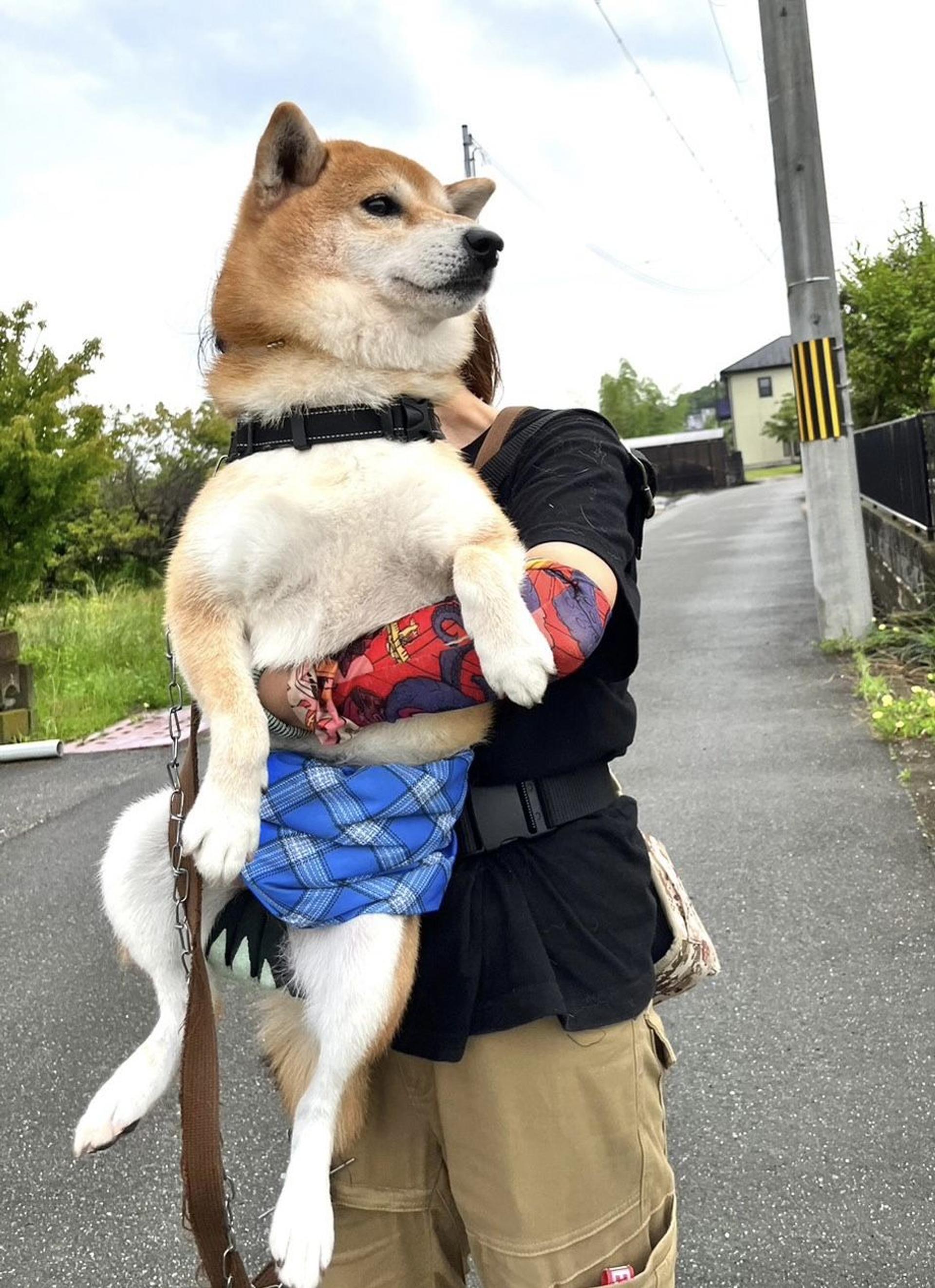 pet-image-4