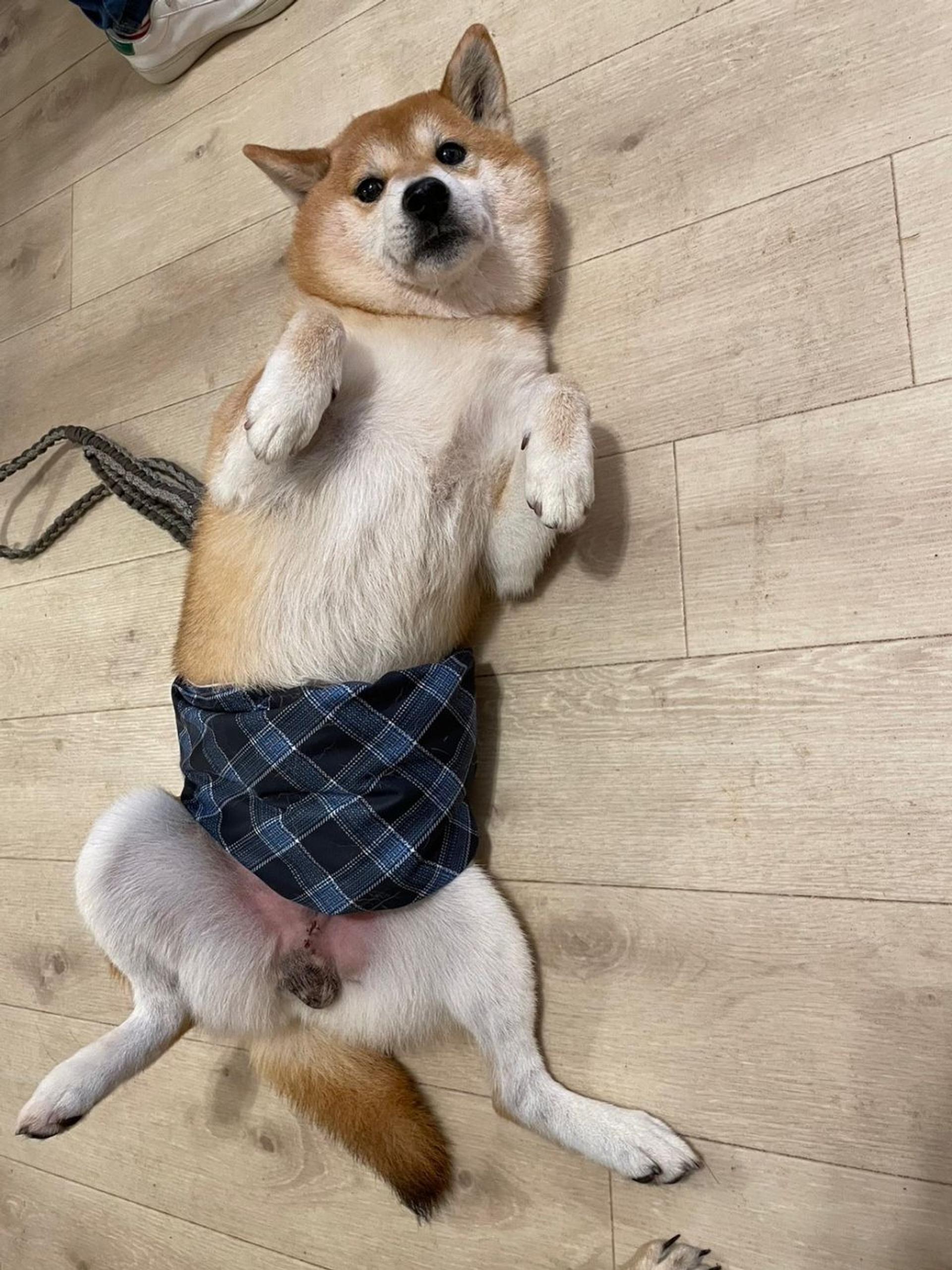 pet-image-6