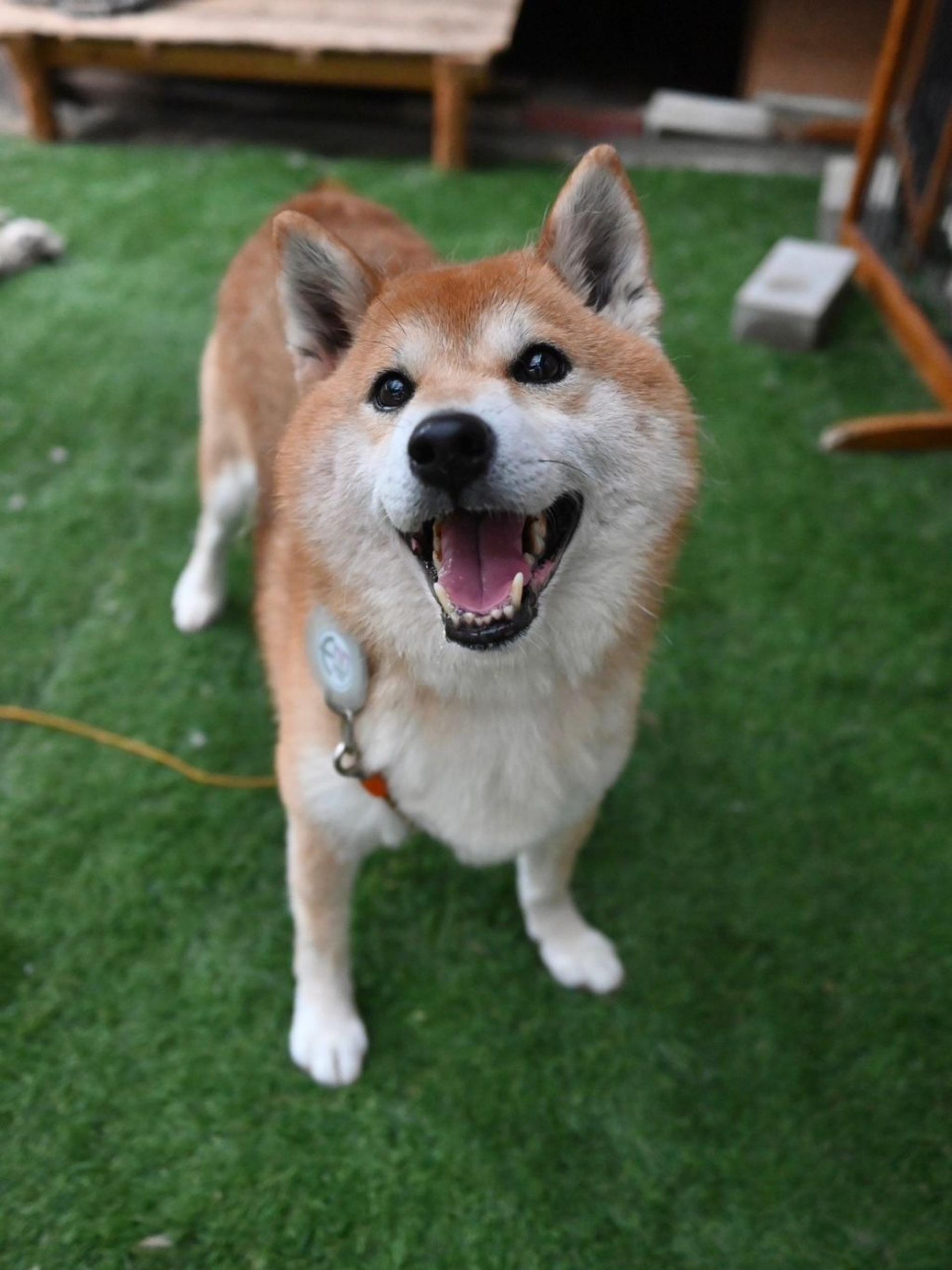 pet-image-9