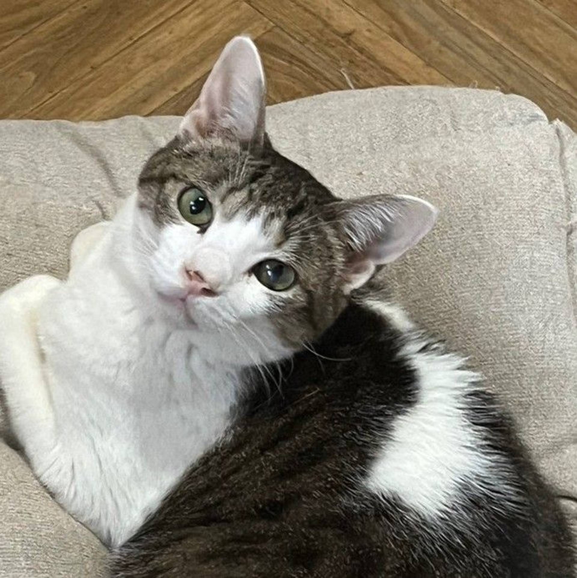 雑種（ミックス猫）・オスの里親募集の写真