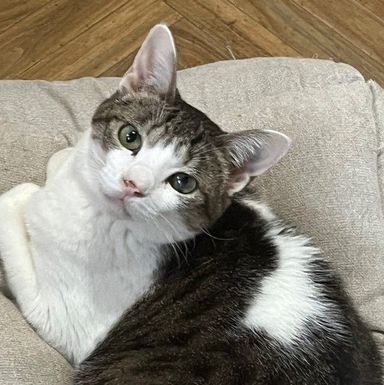 てっての写真
