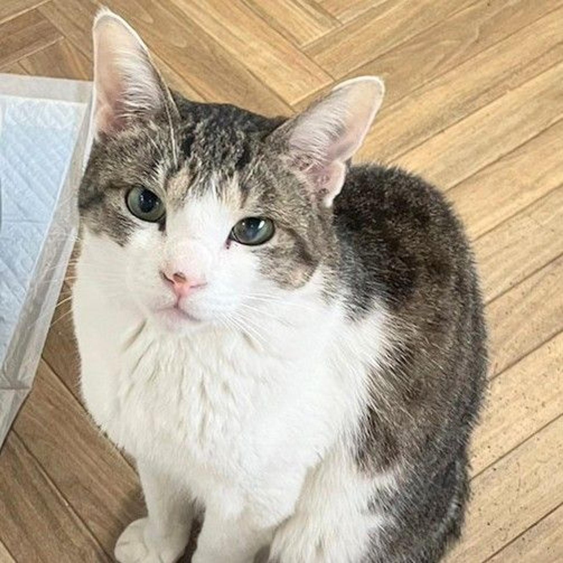pet-image-3