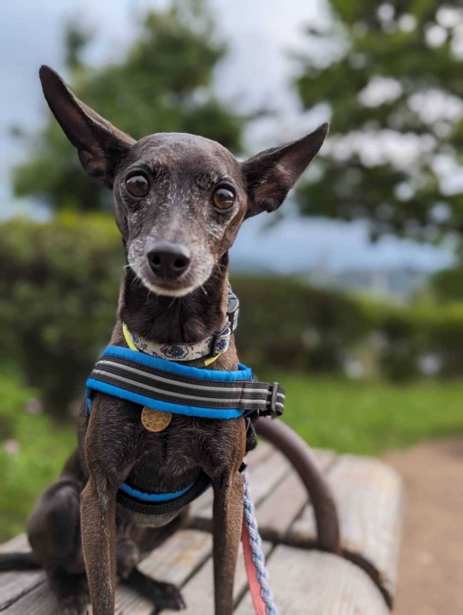 雑種（ミックス犬）・オスの里親募集の写真
