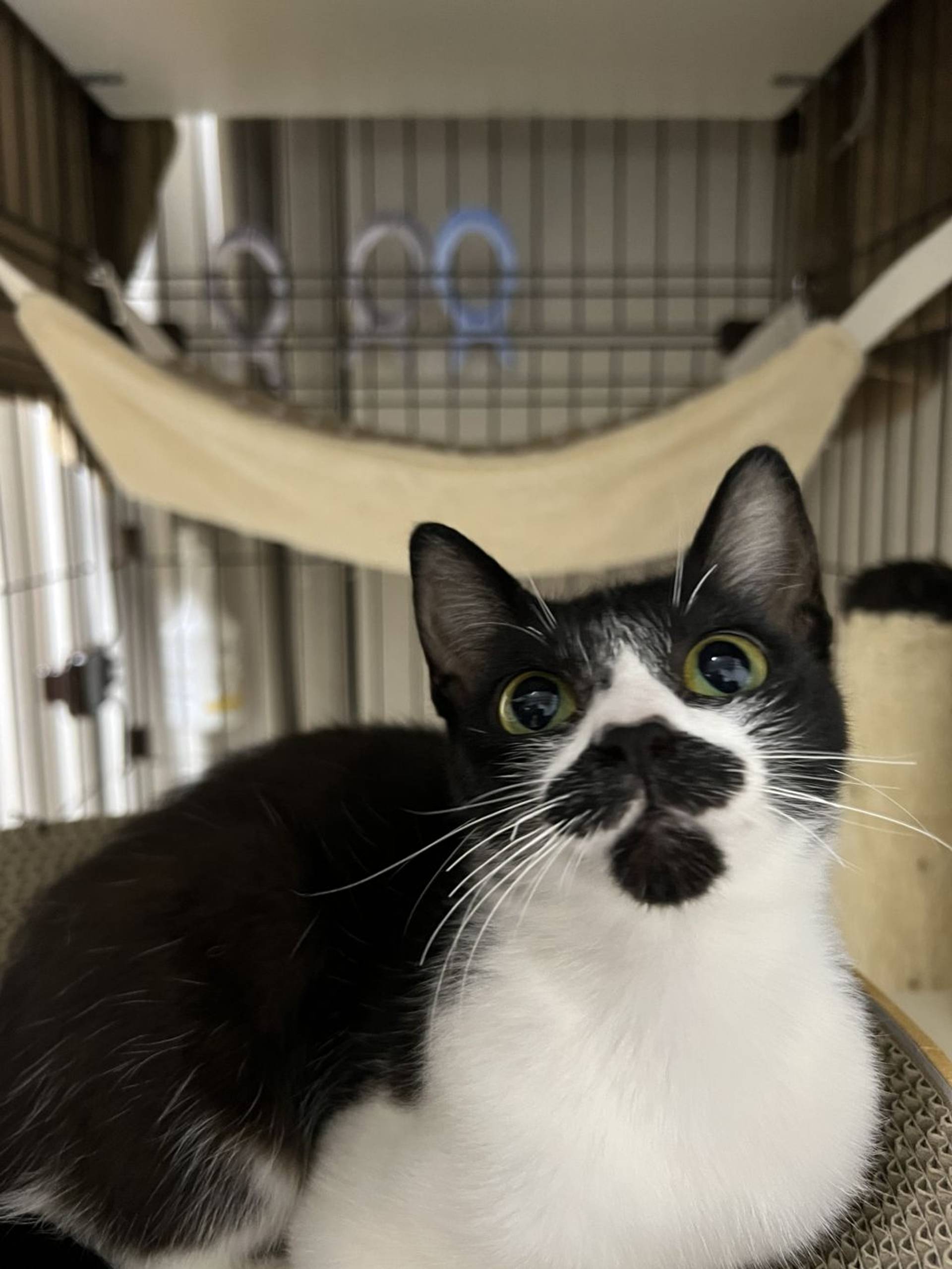 雑種（ミックス猫）・メスの里親募集の写真