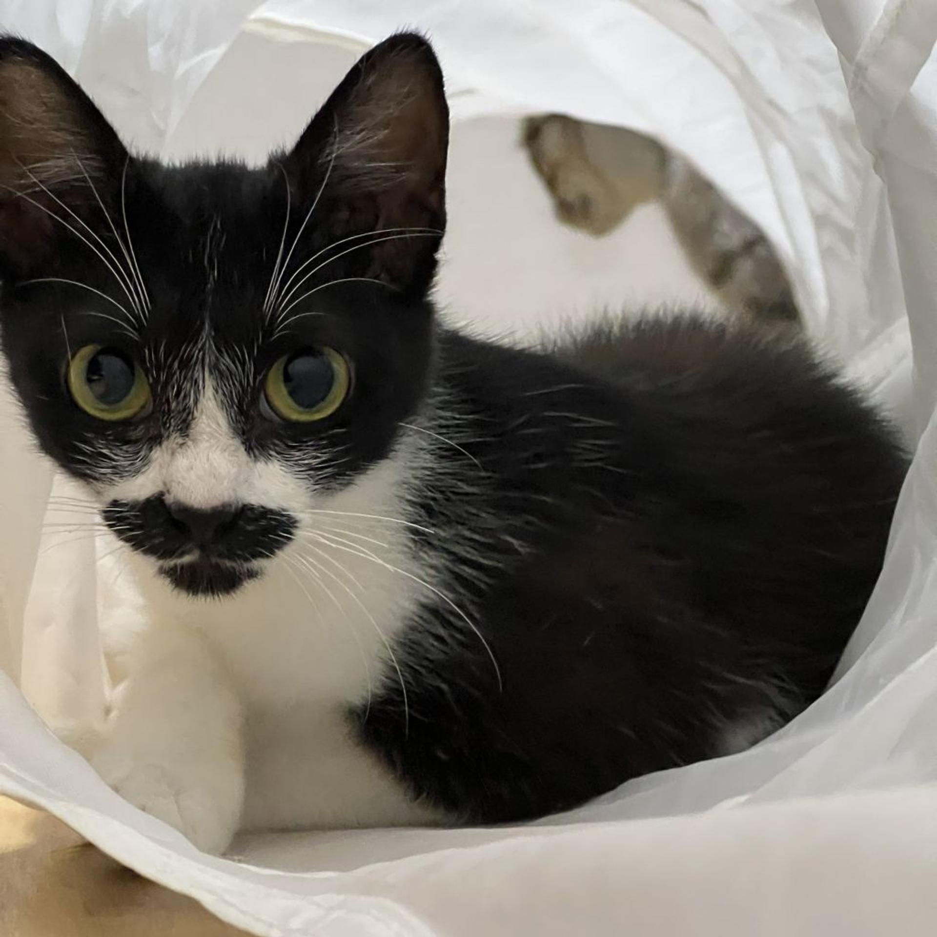 pet-image-3