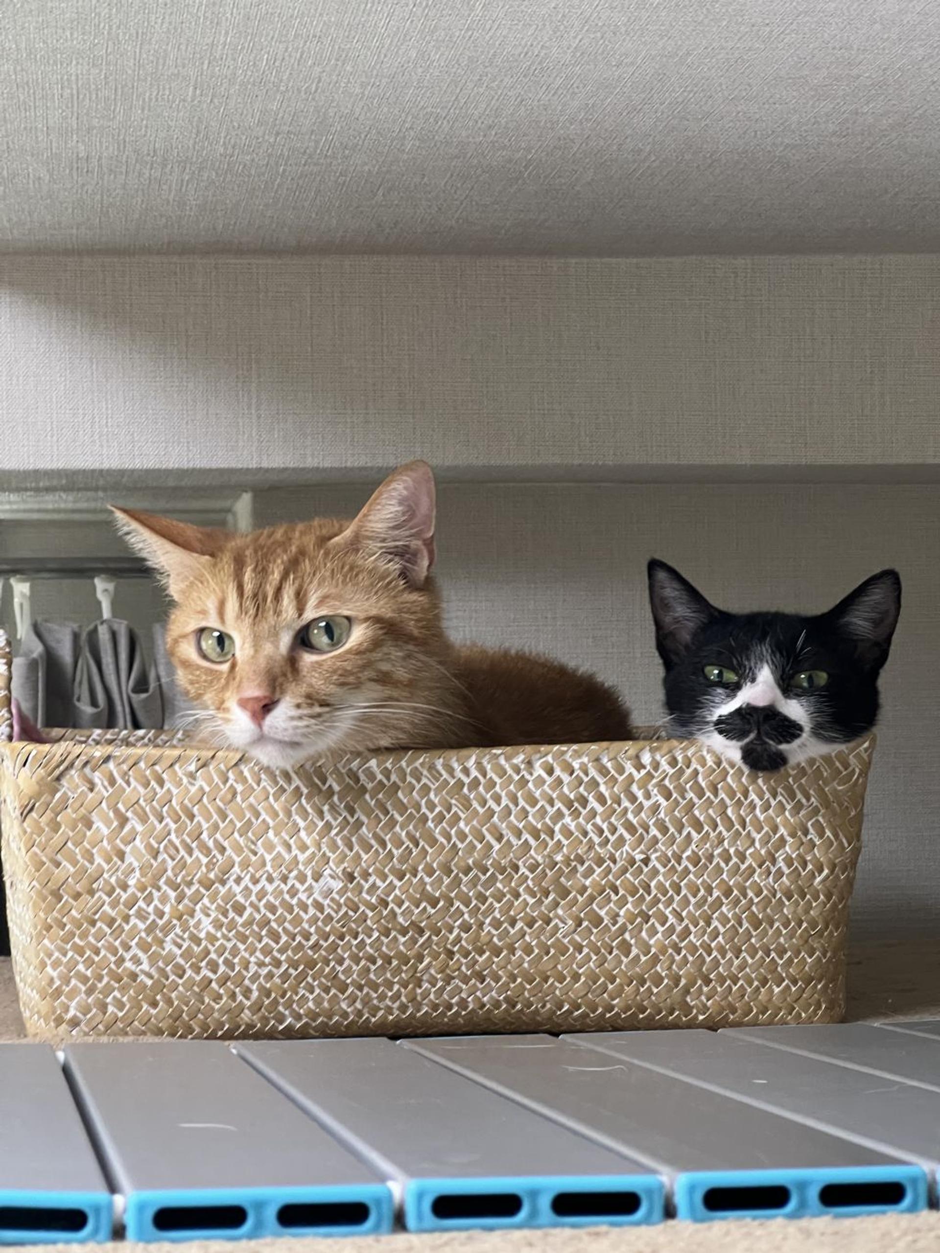 pet-image-8