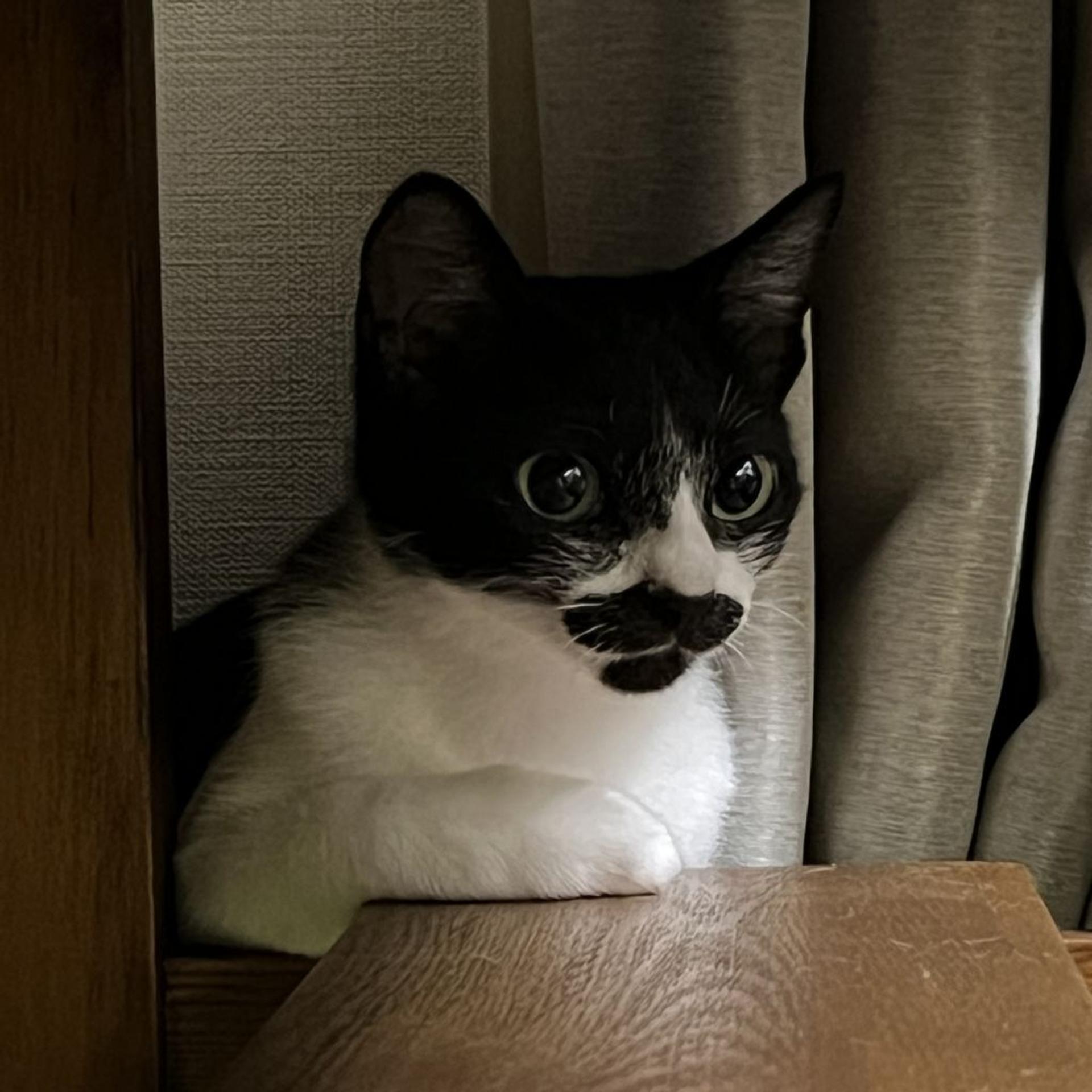pet-image-9