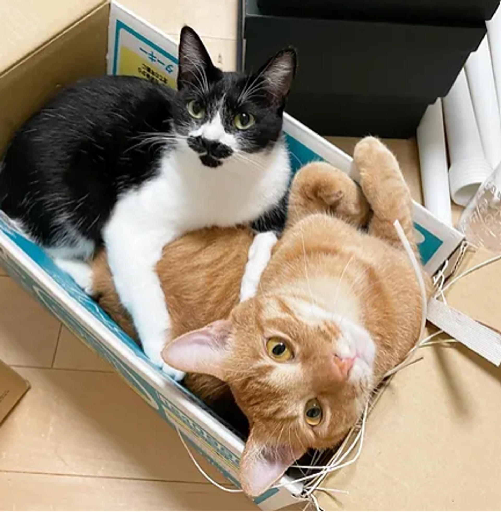 pet-image-2