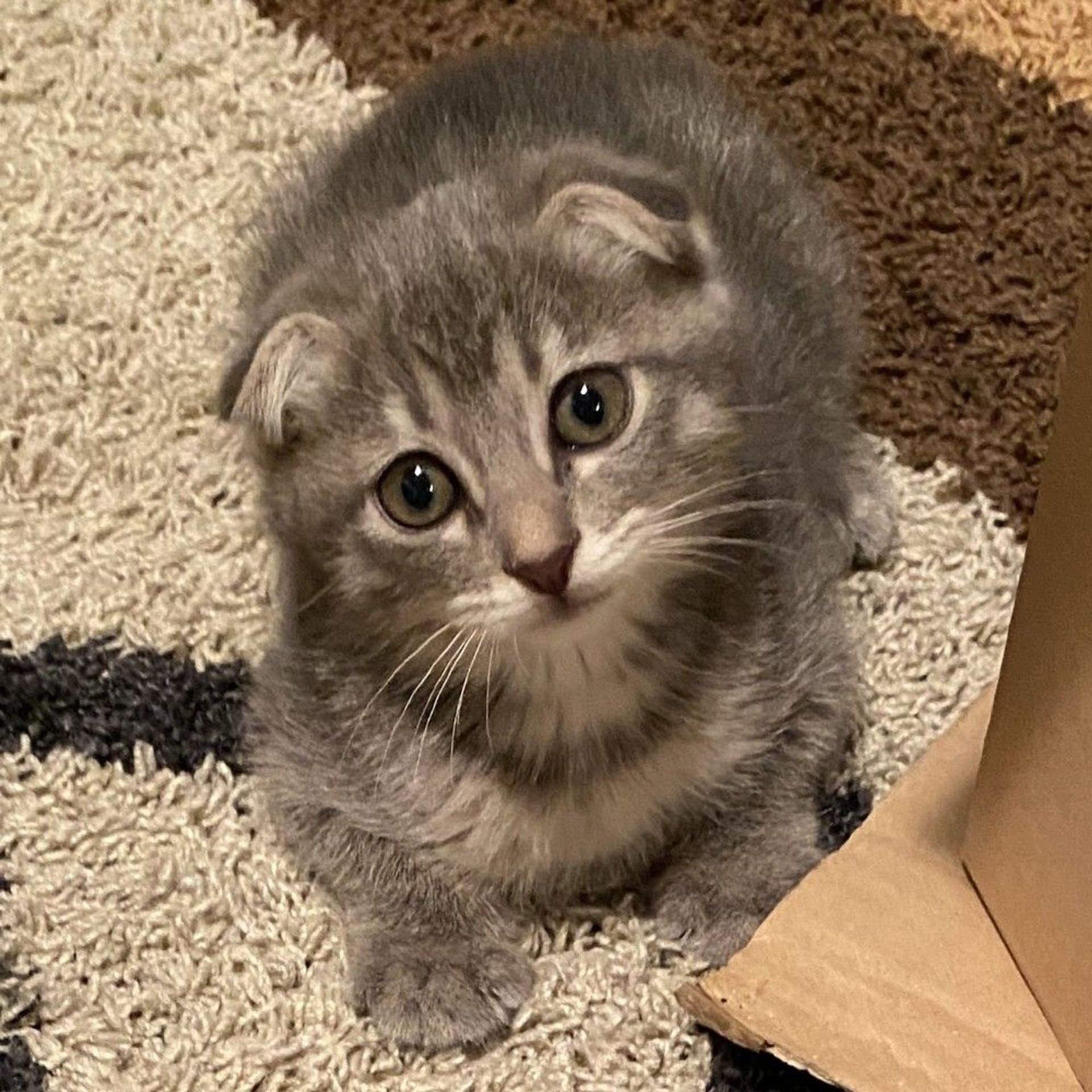 雑種（ミックス猫）・メスの里親募集の写真