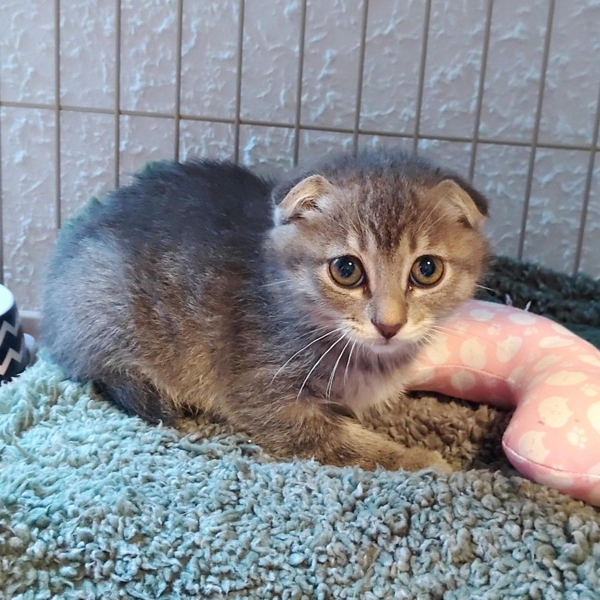 pet-image-2