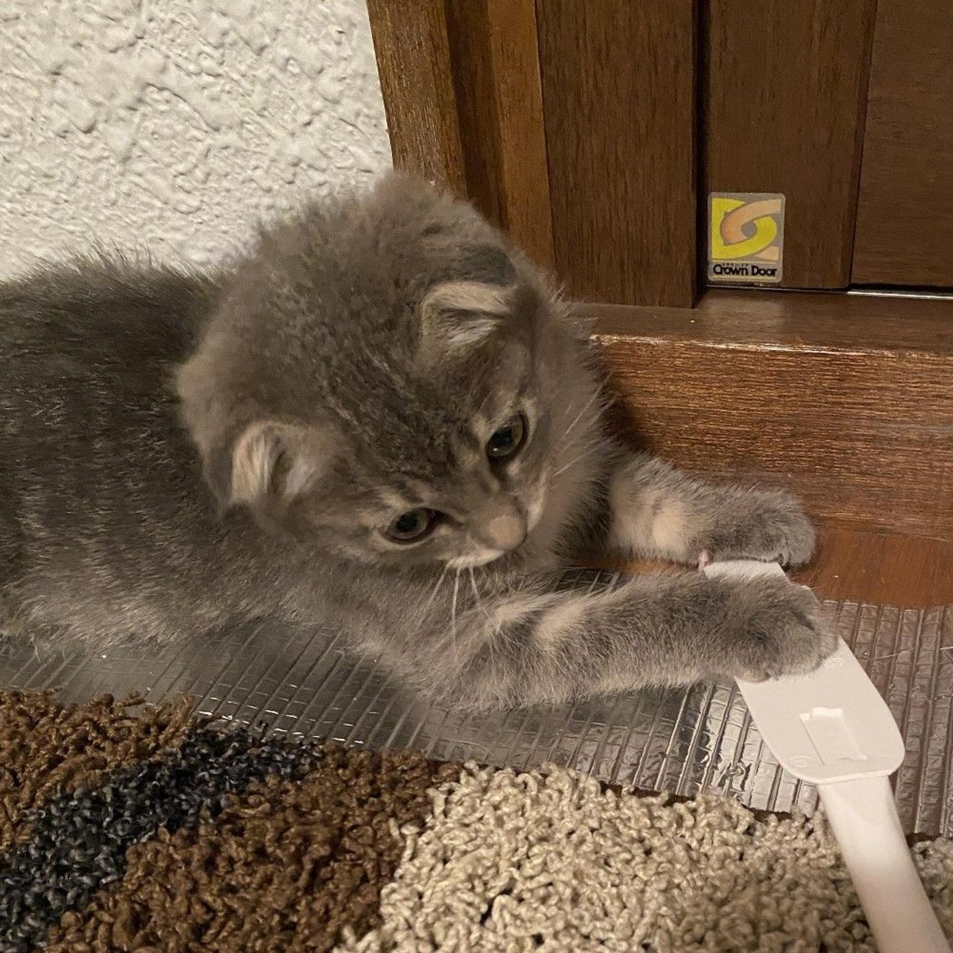 pet-image-5