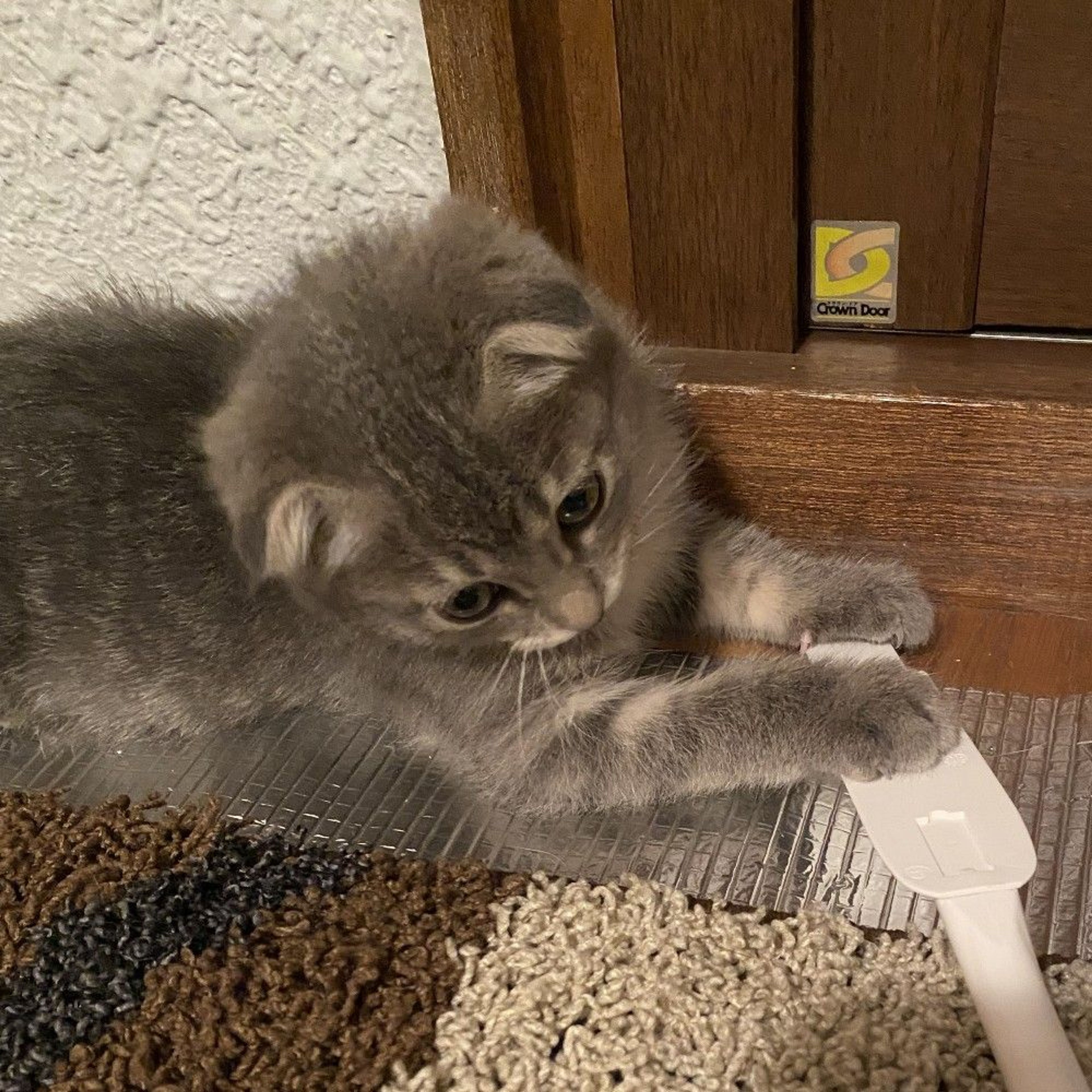 pet-image-5