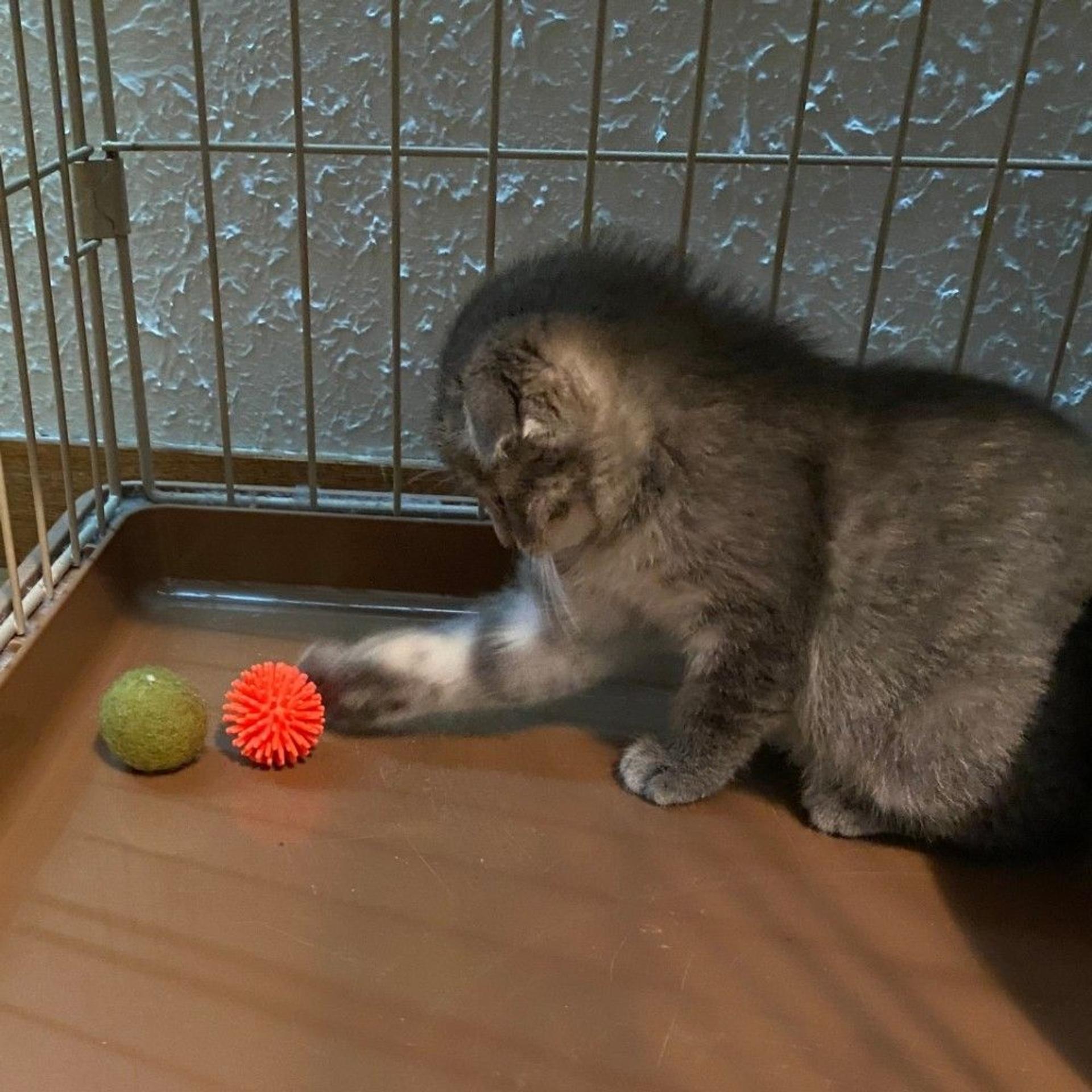 pet-image-7