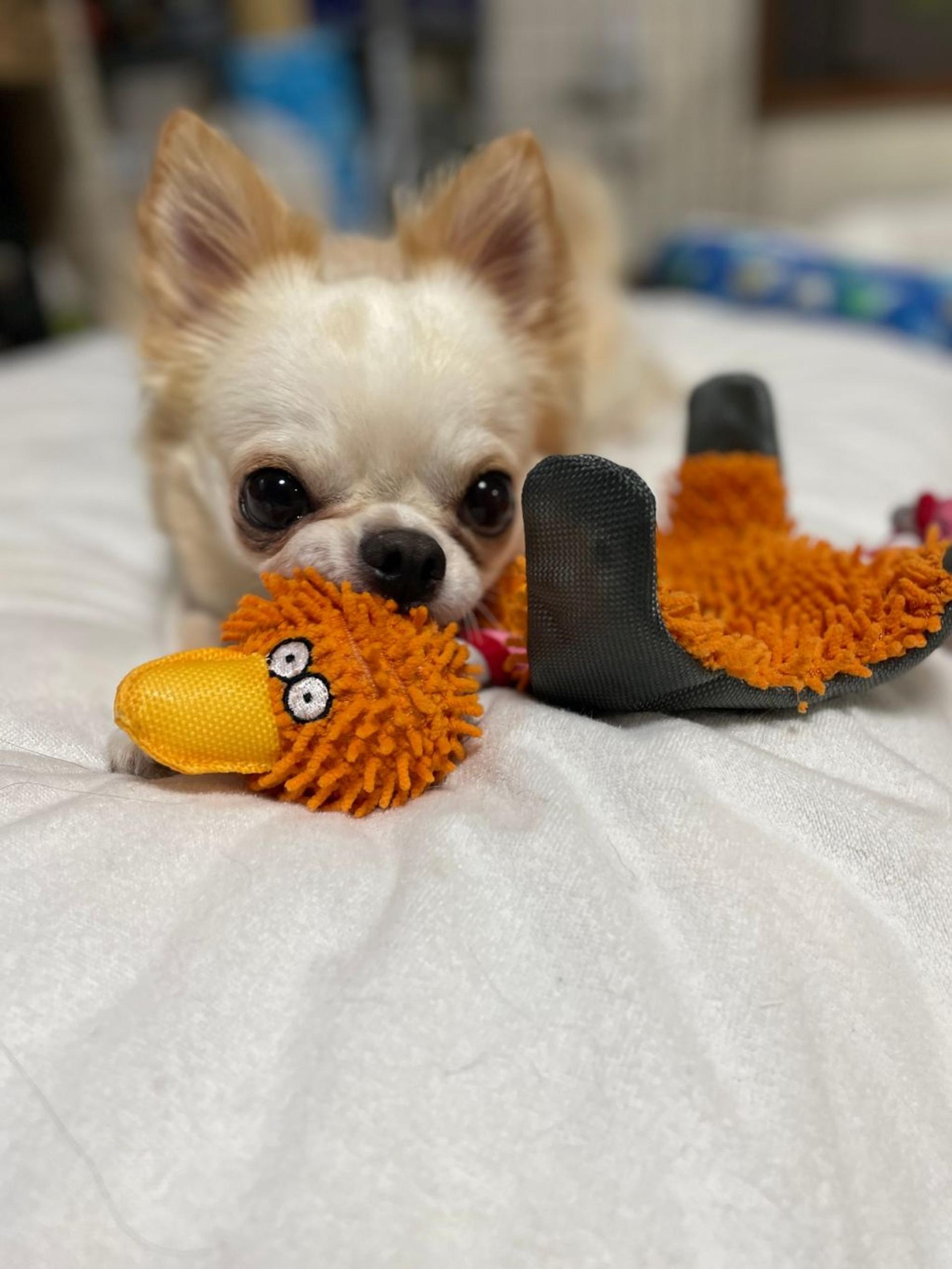 pet-image-2