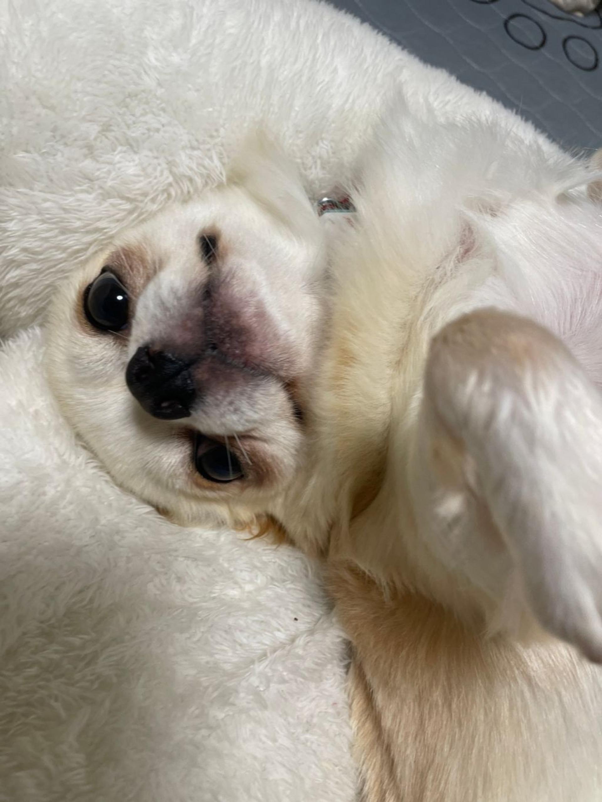 pet-image-4