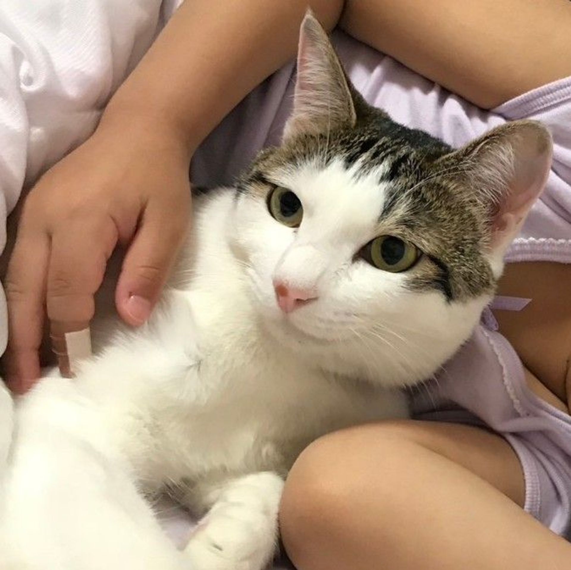 雑種（ミックス猫）・メスの里親募集の写真