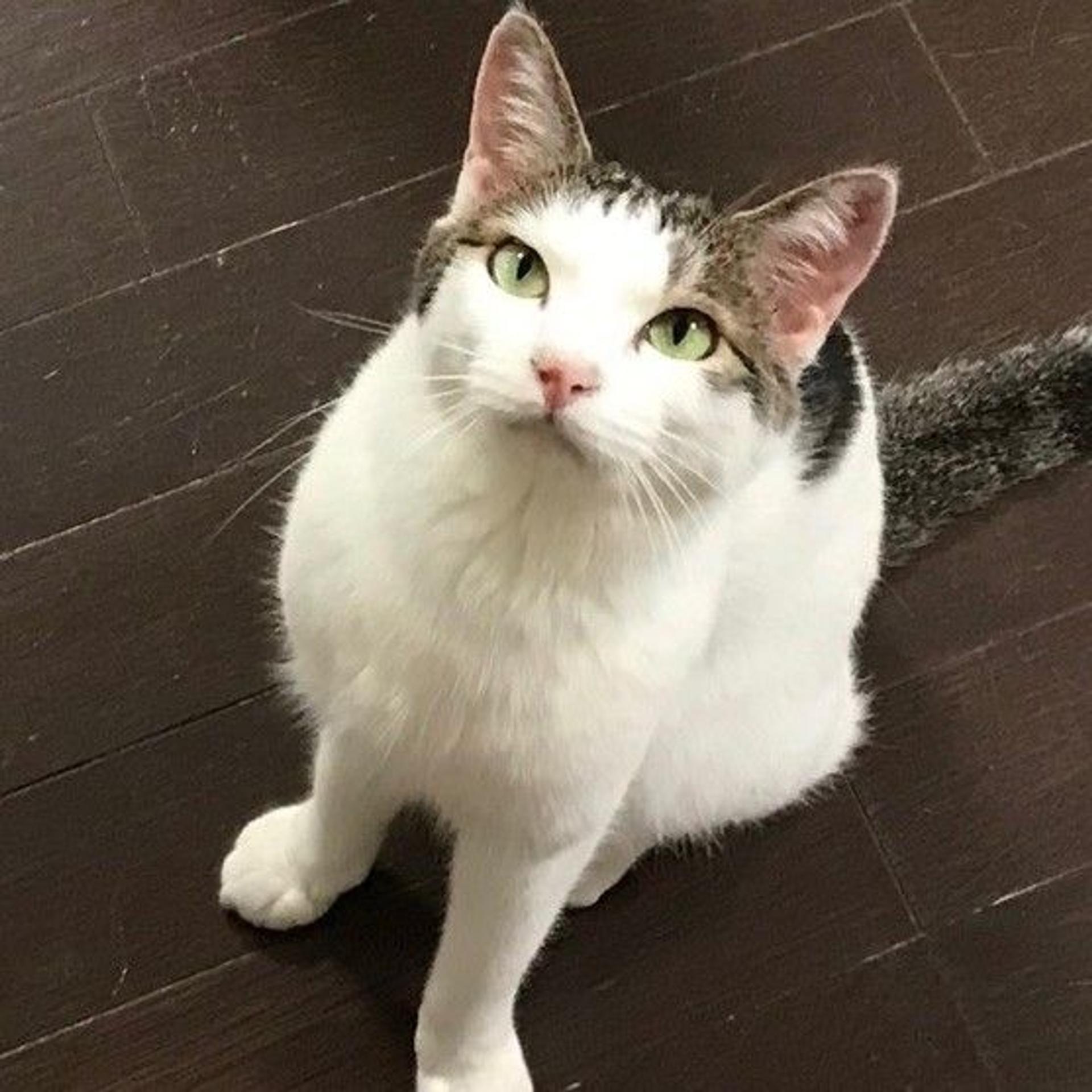 pet-image-3