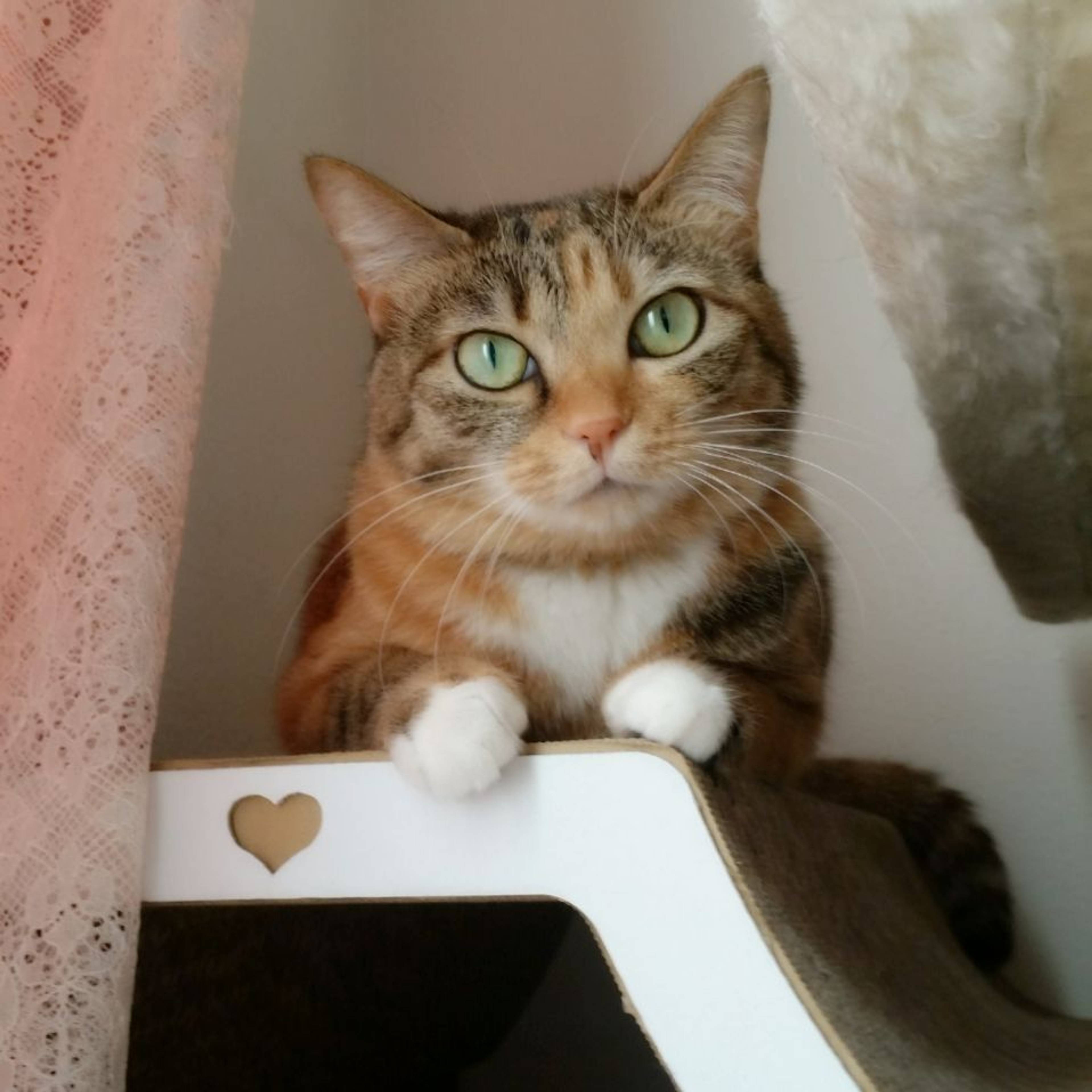 雑種（ミックス猫）・メスの里親募集の写真