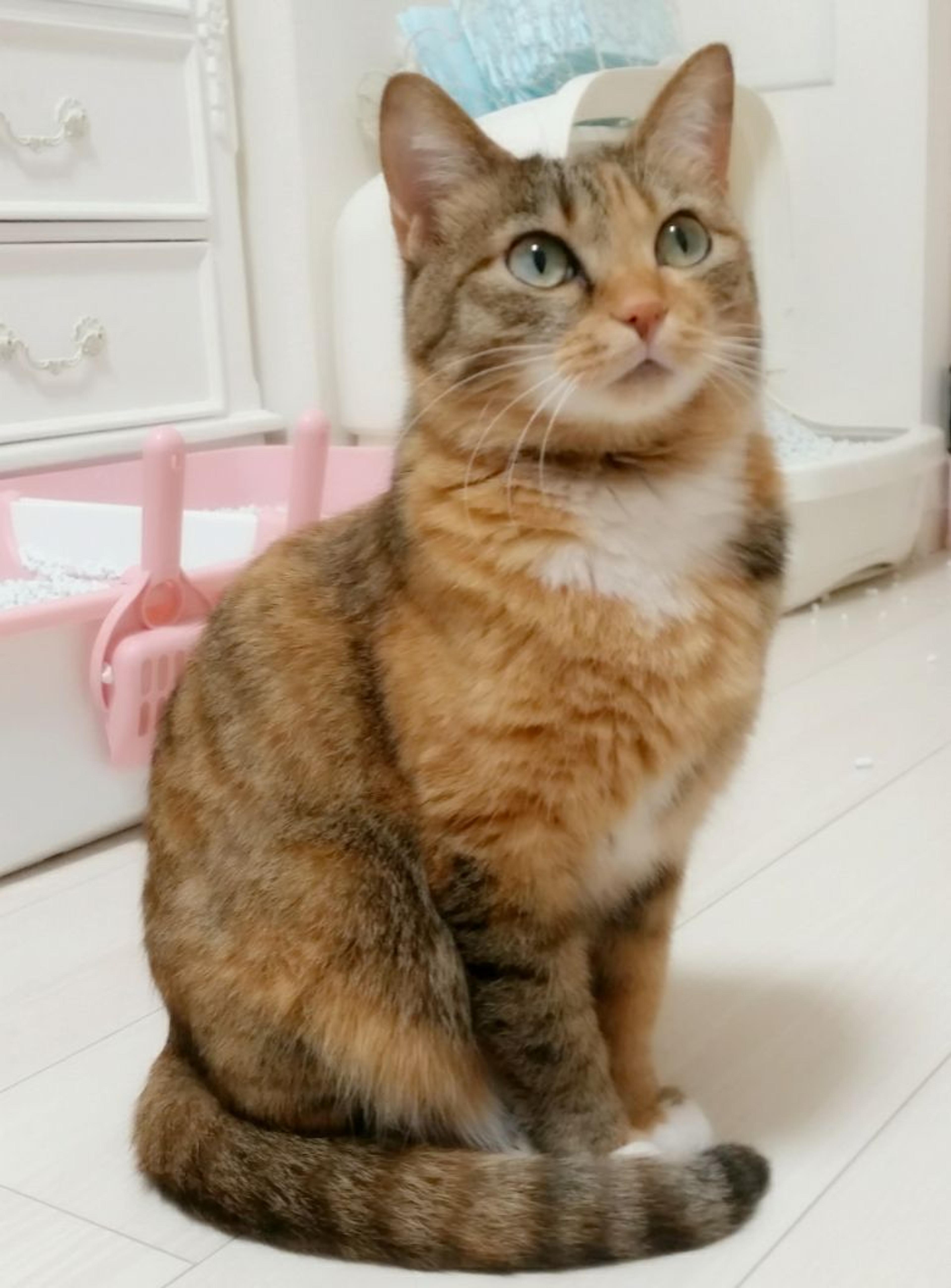pet-image-2