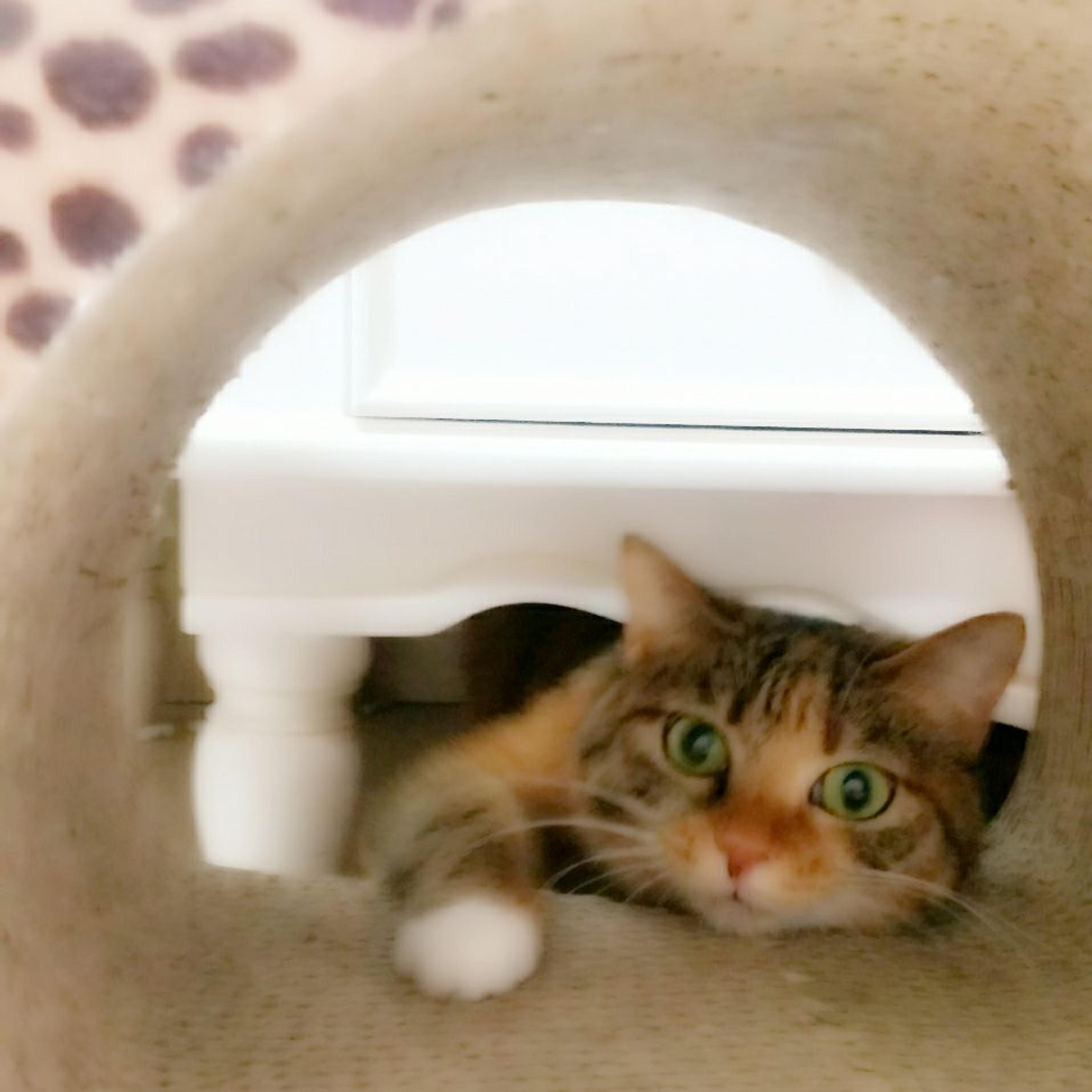 pet-image-3