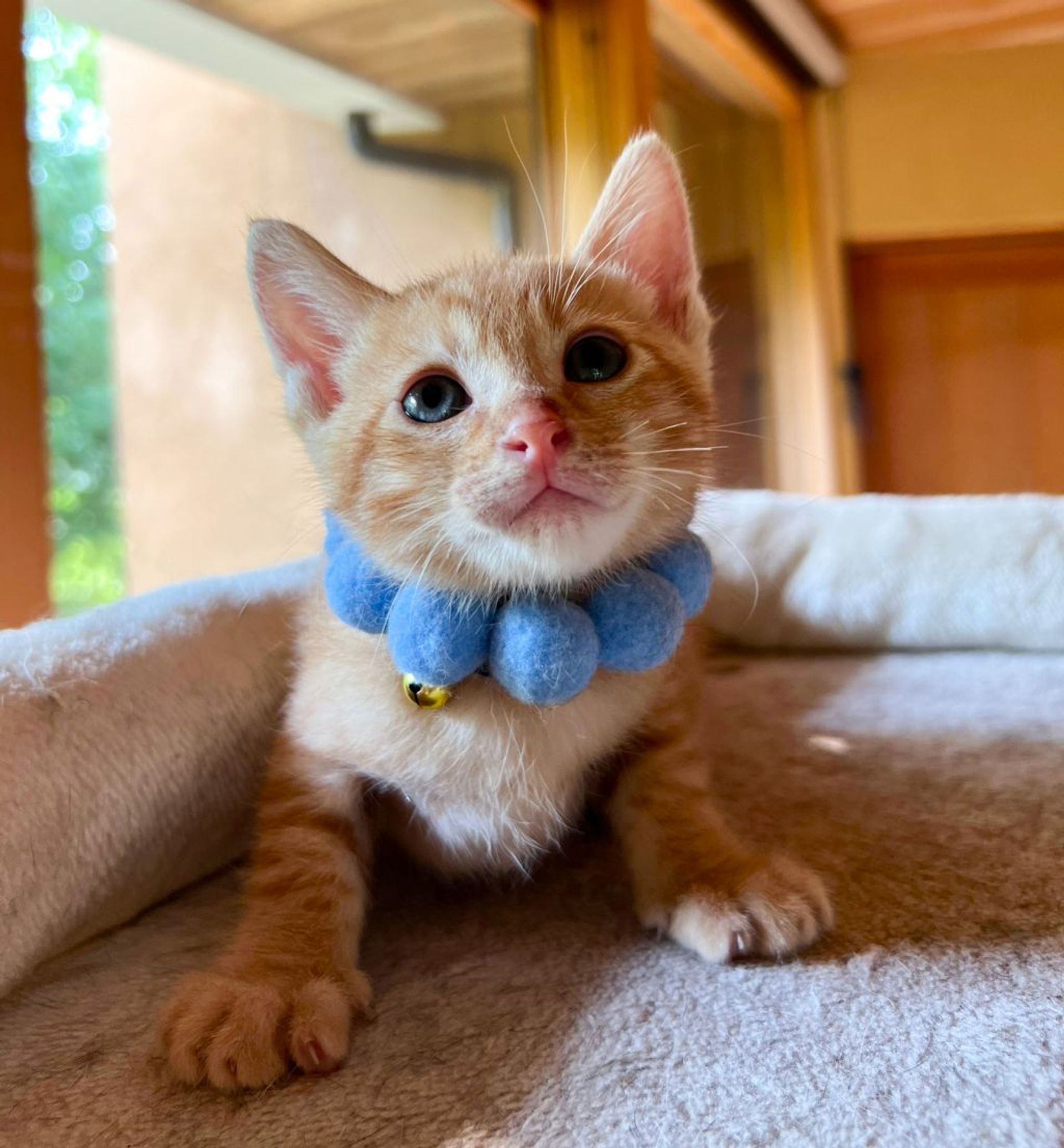 雑種（ミックス猫）・オスの里親募集の写真