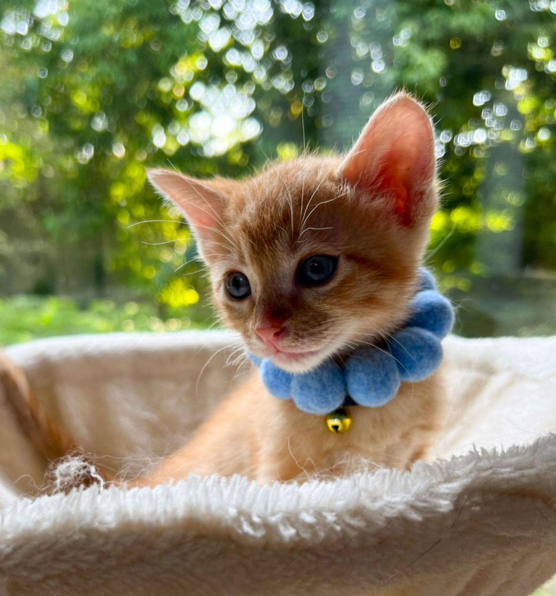 pet-image-3