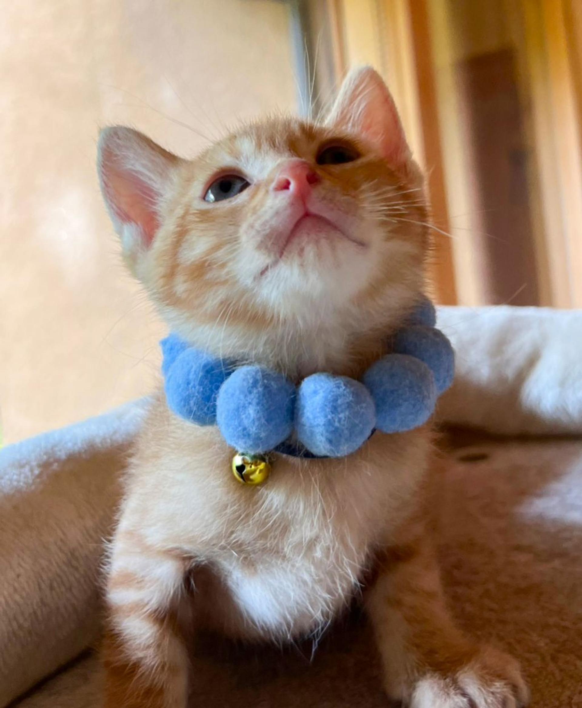pet-image-4