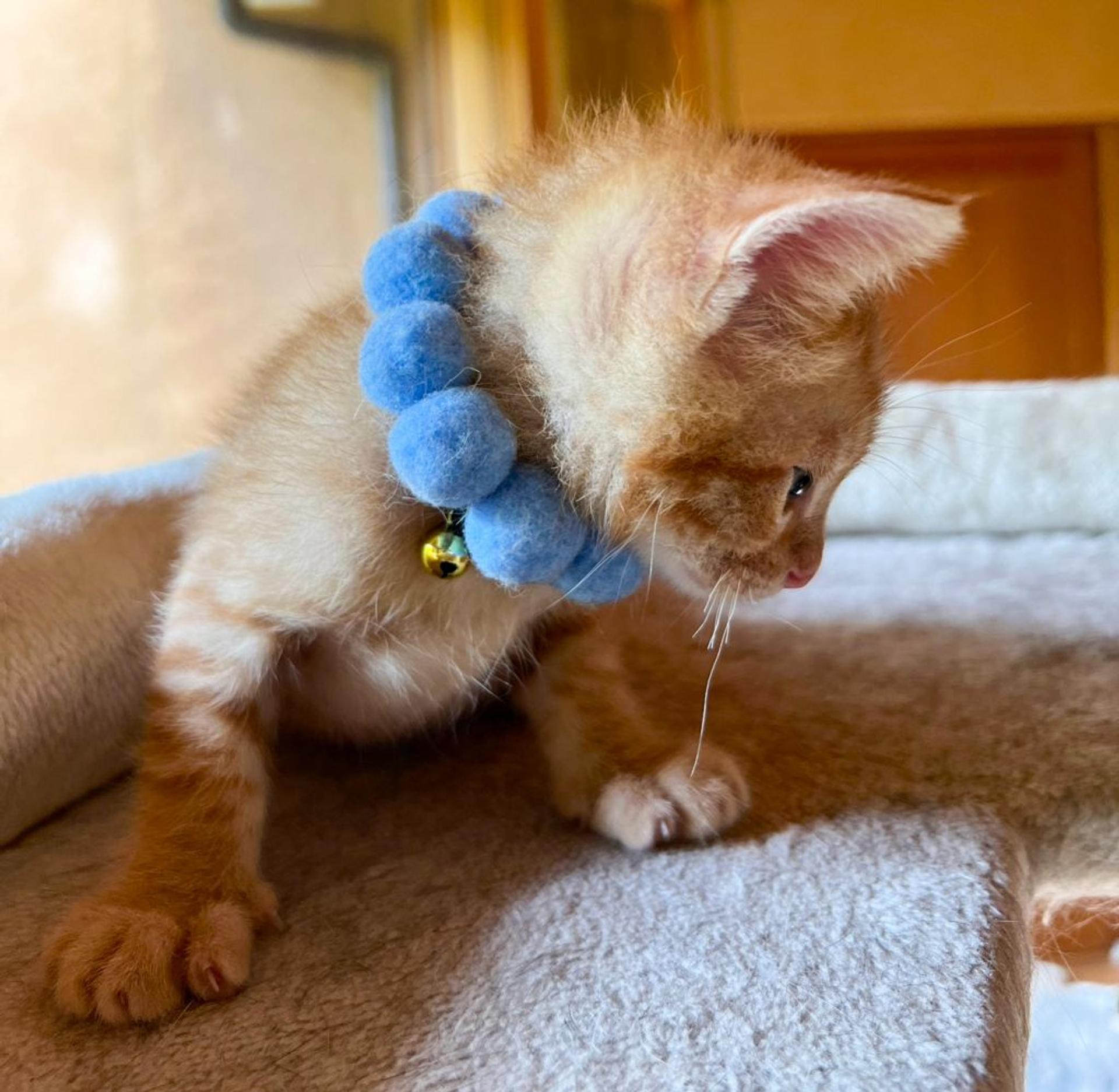 pet-image-5