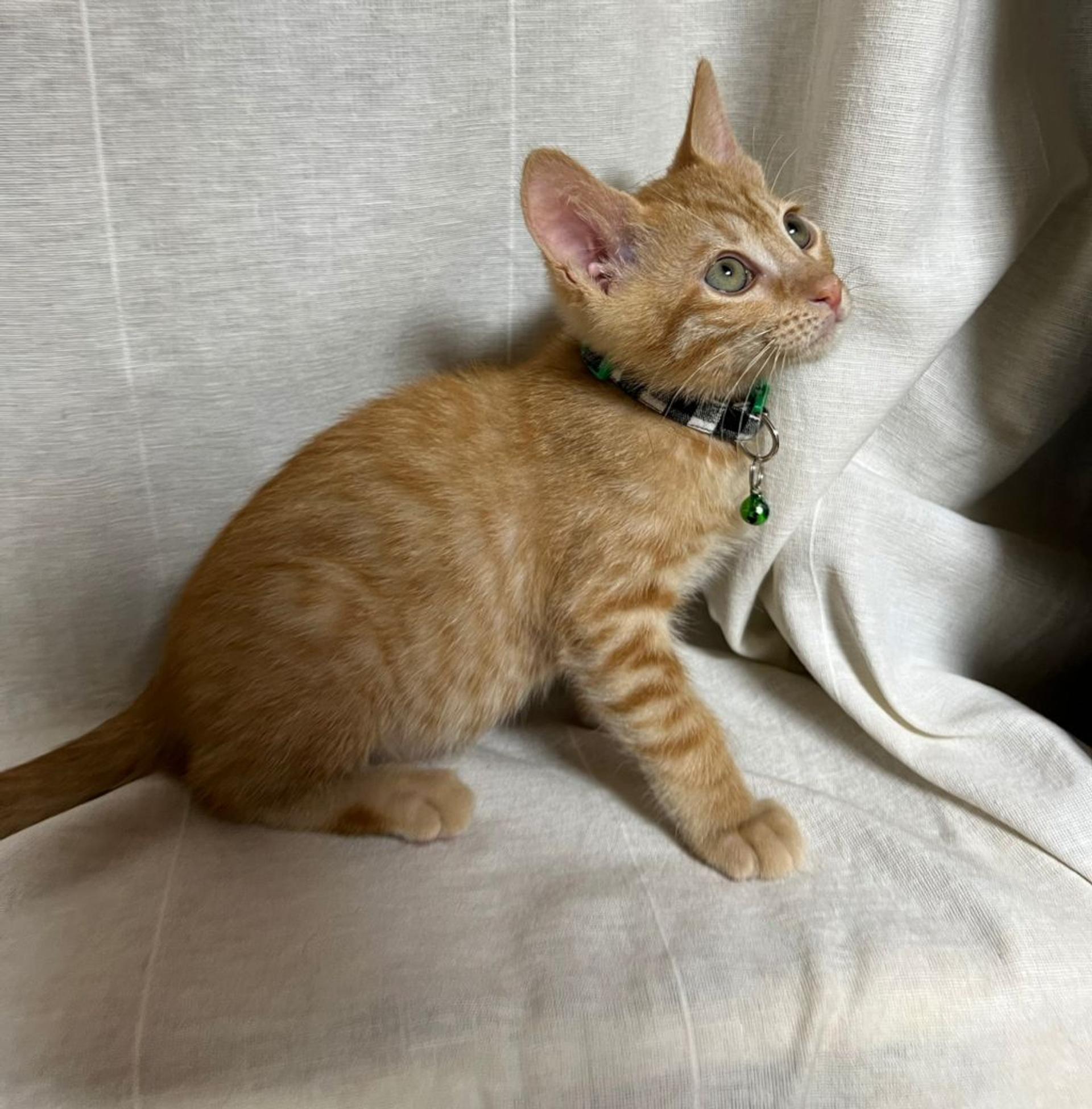 pet-image-4