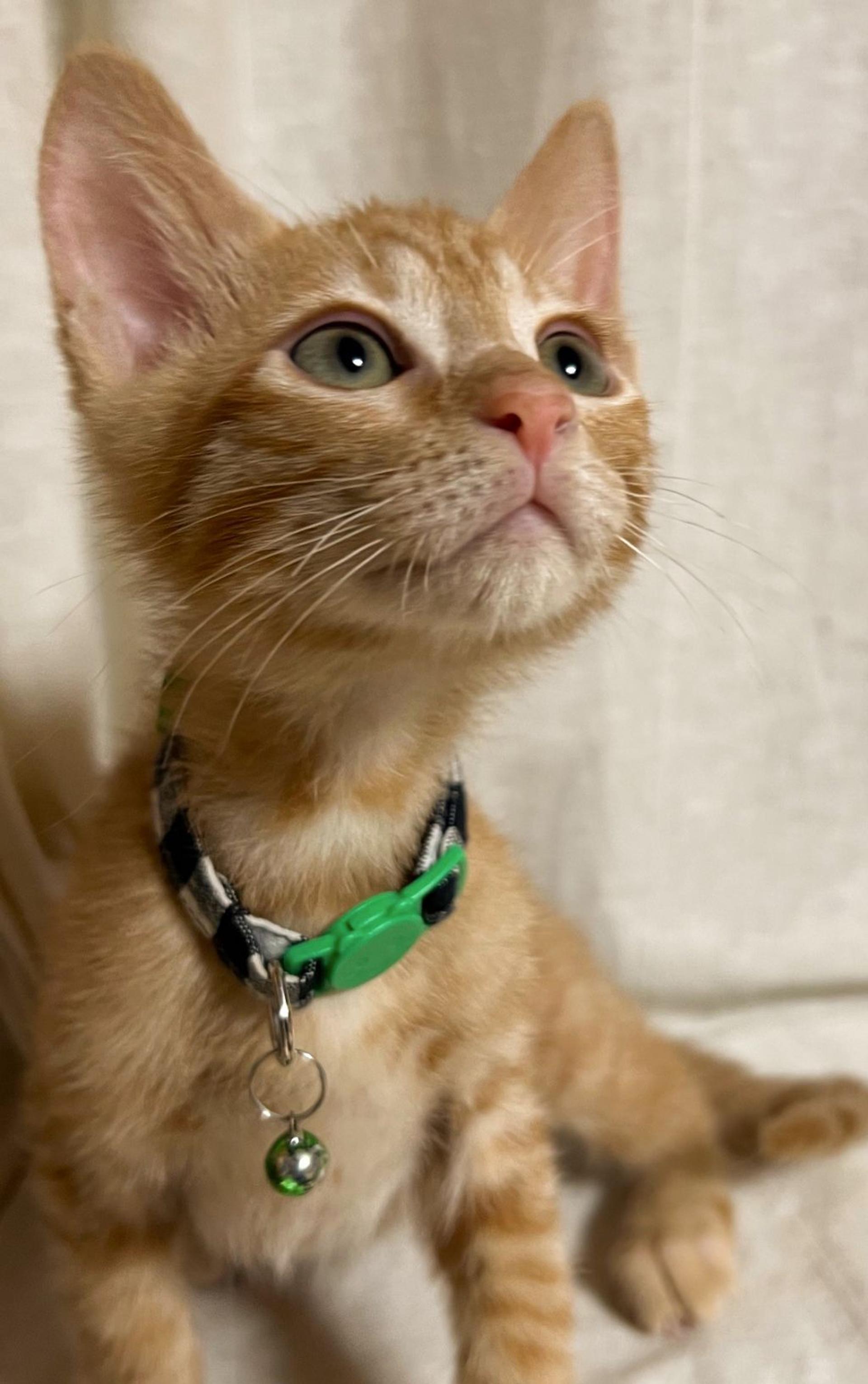 pet-image-5