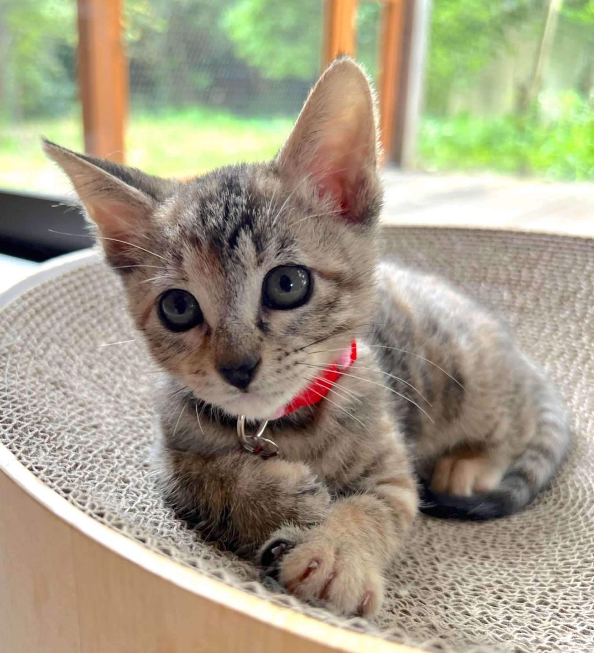 雑種（ミックス猫）・メスの里親募集の写真