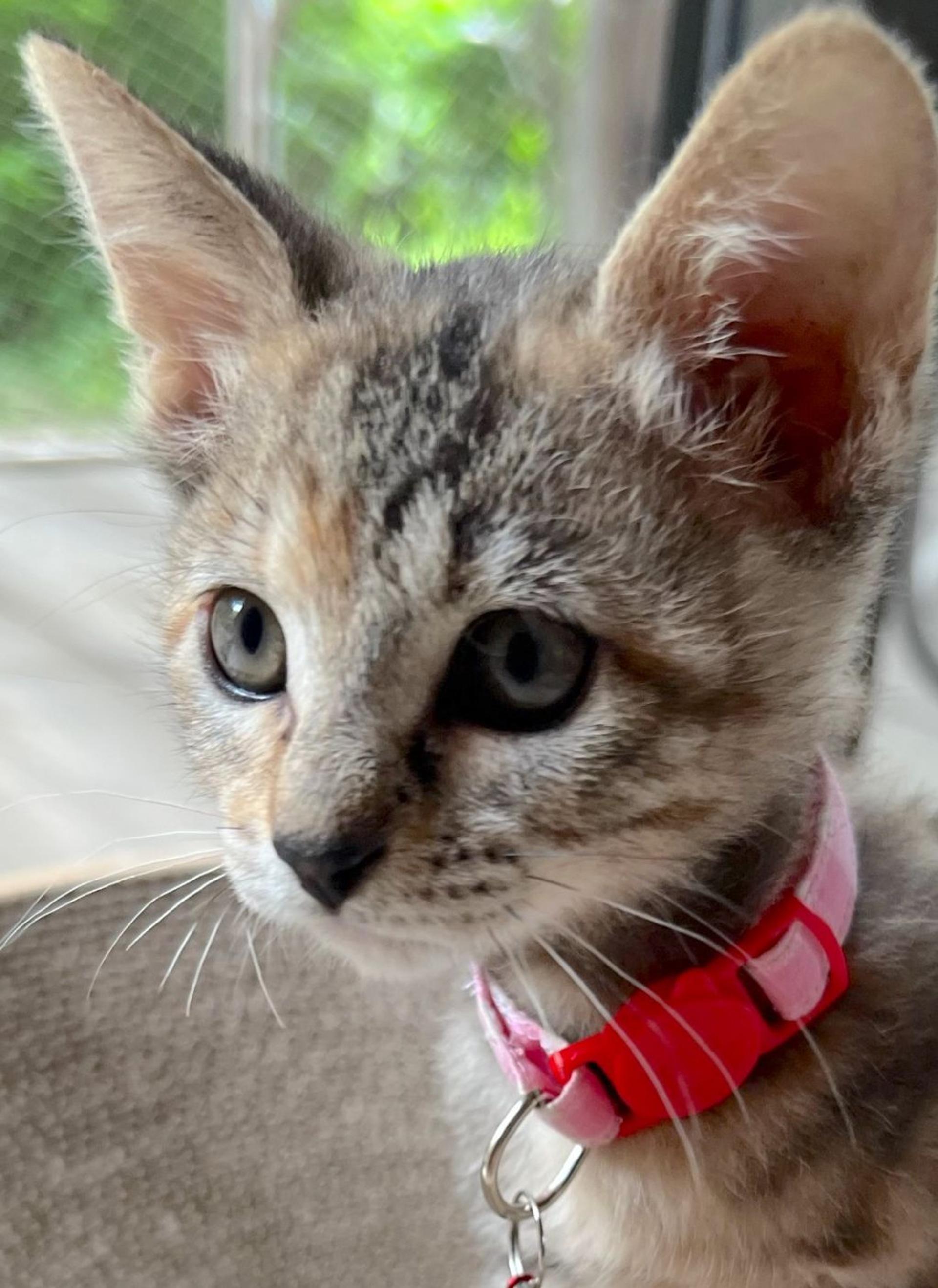 pet-image-4