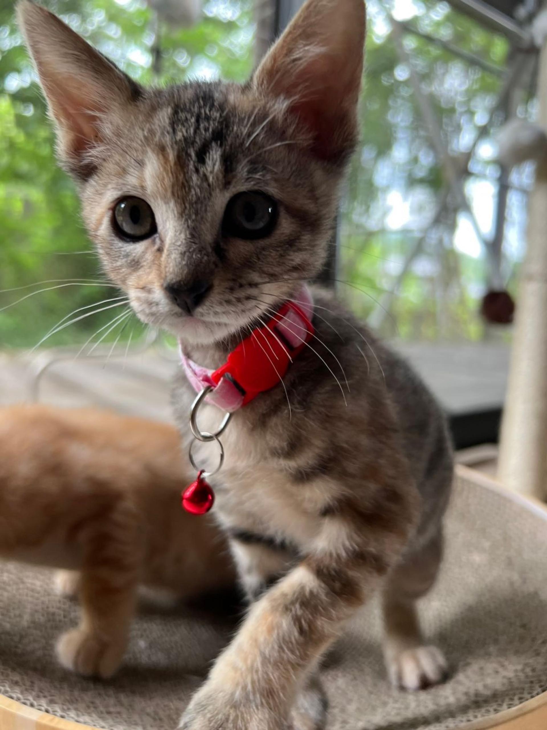 pet-image-5
