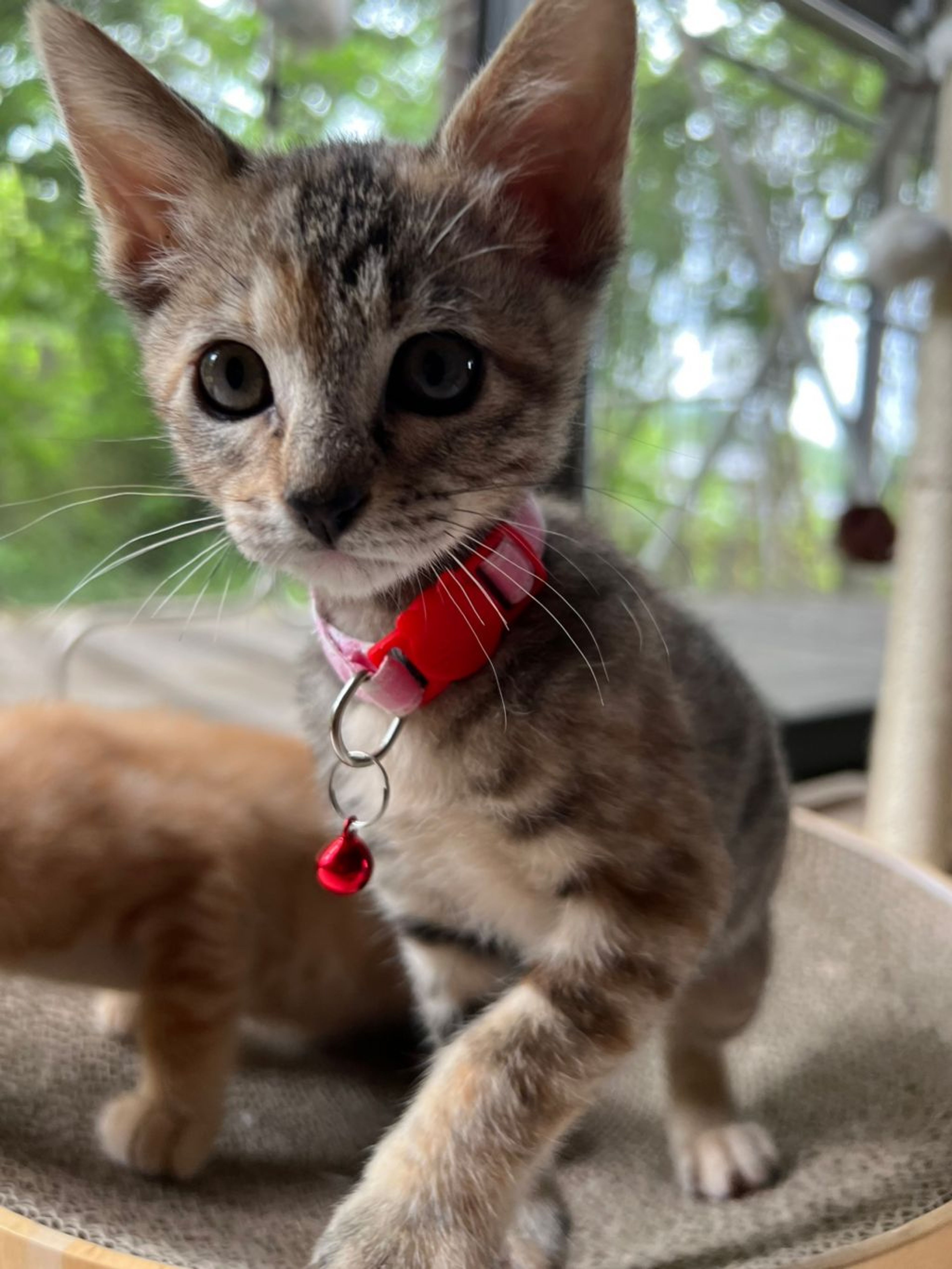 pet-image-5