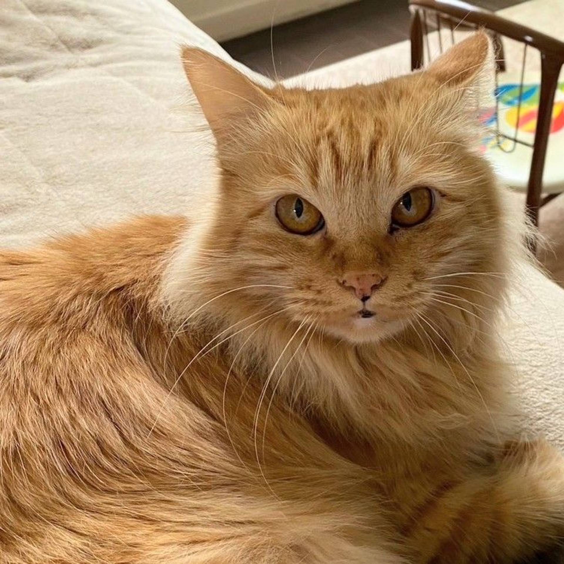 雑種（ミックス猫）・メスの里親募集の写真