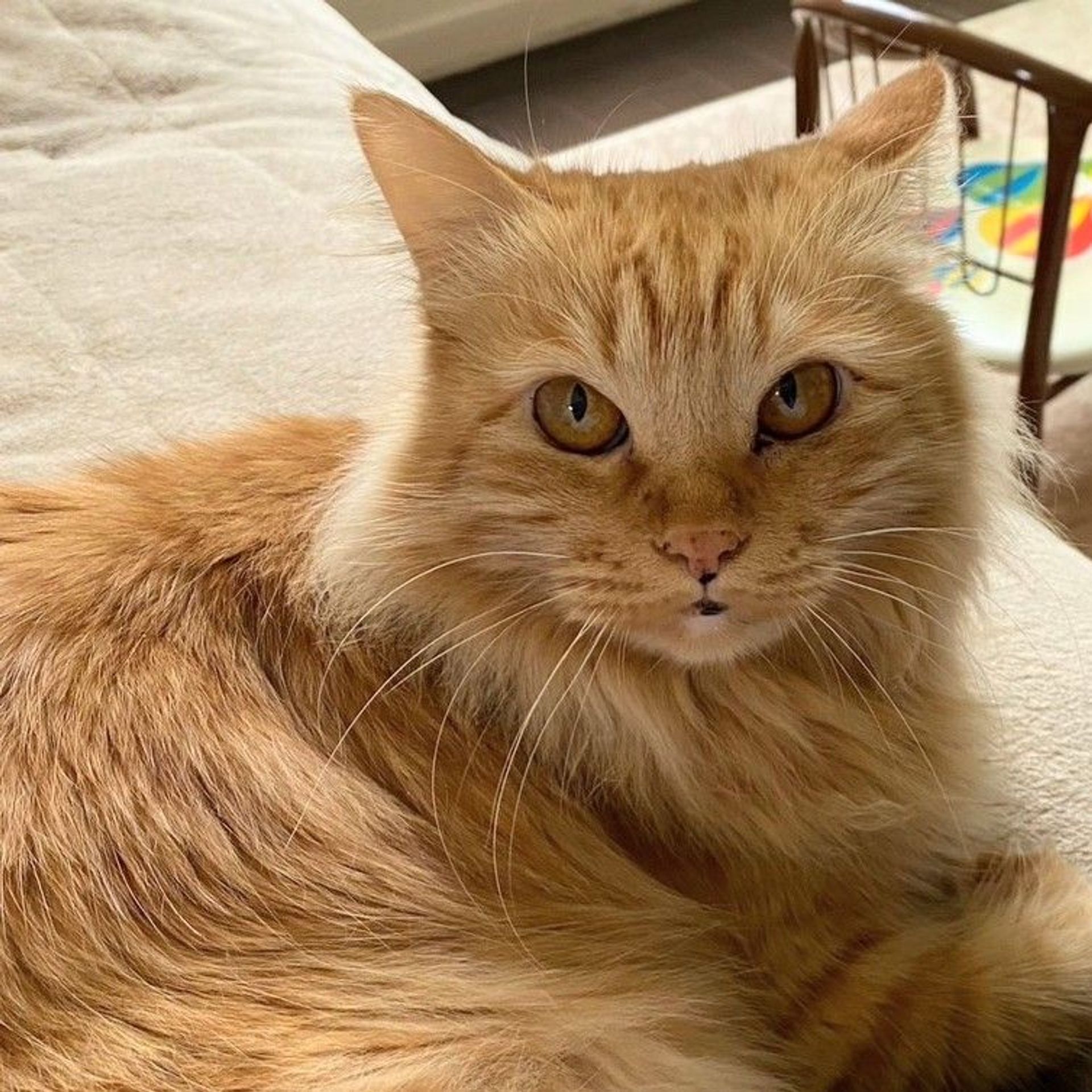 雑種（ミックス猫）・メスの里親募集の写真