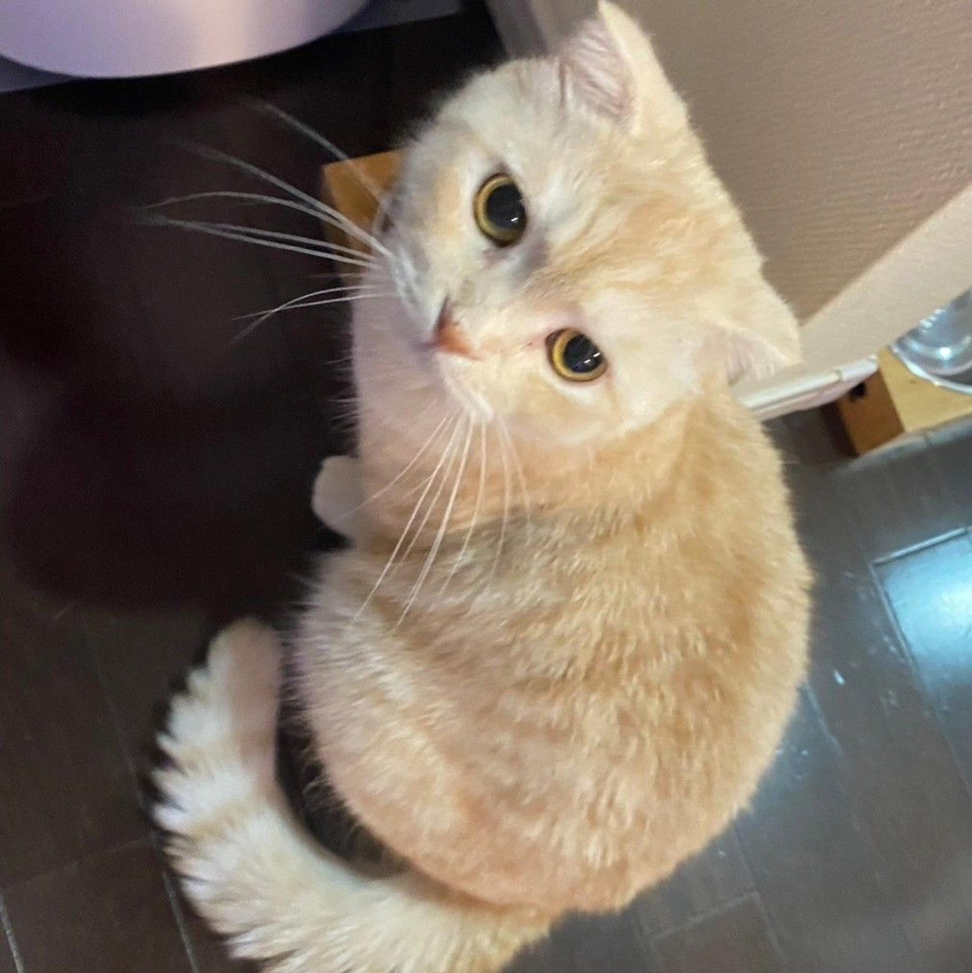 pet-image-3