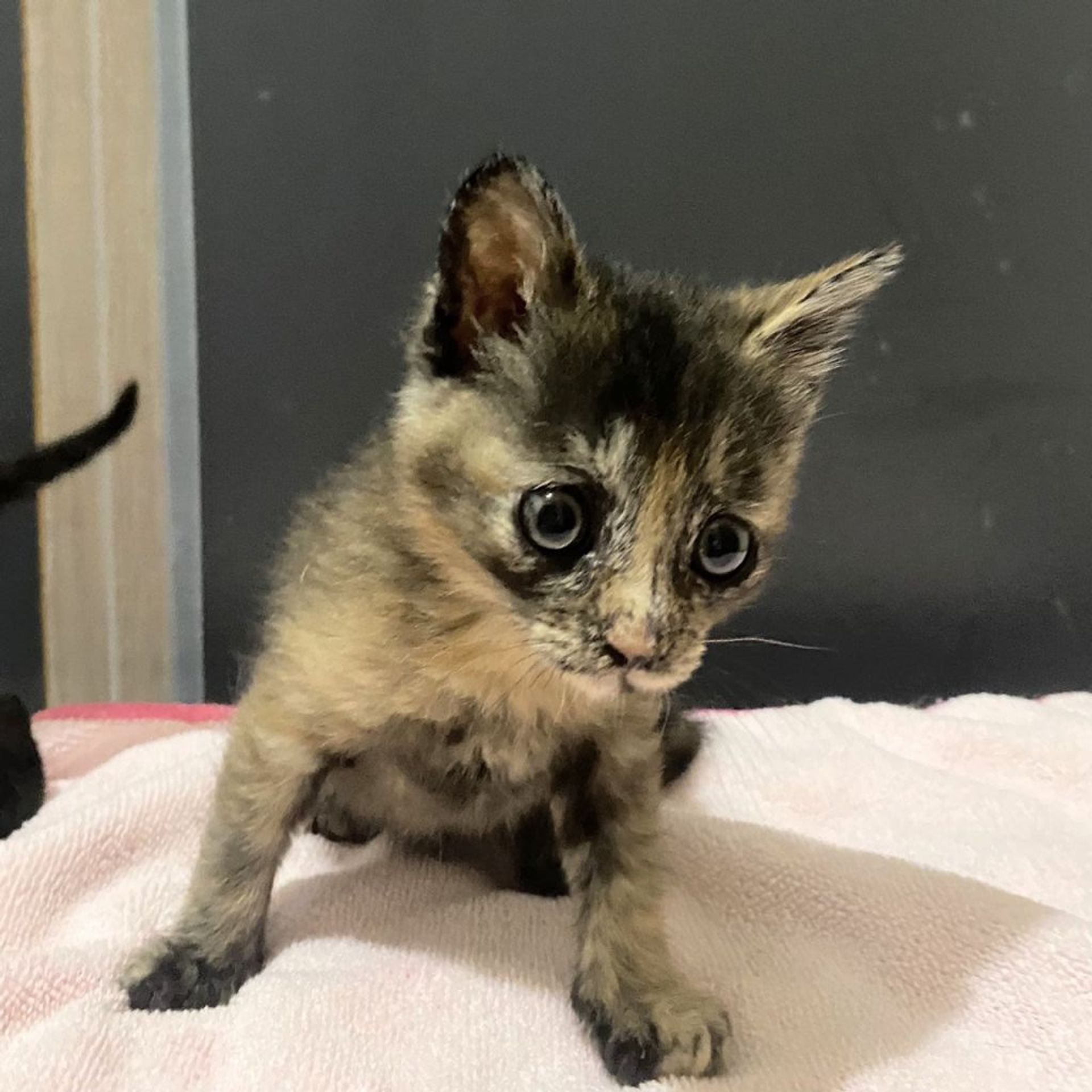 雑種（ミックス猫）・メスの里親募集の写真