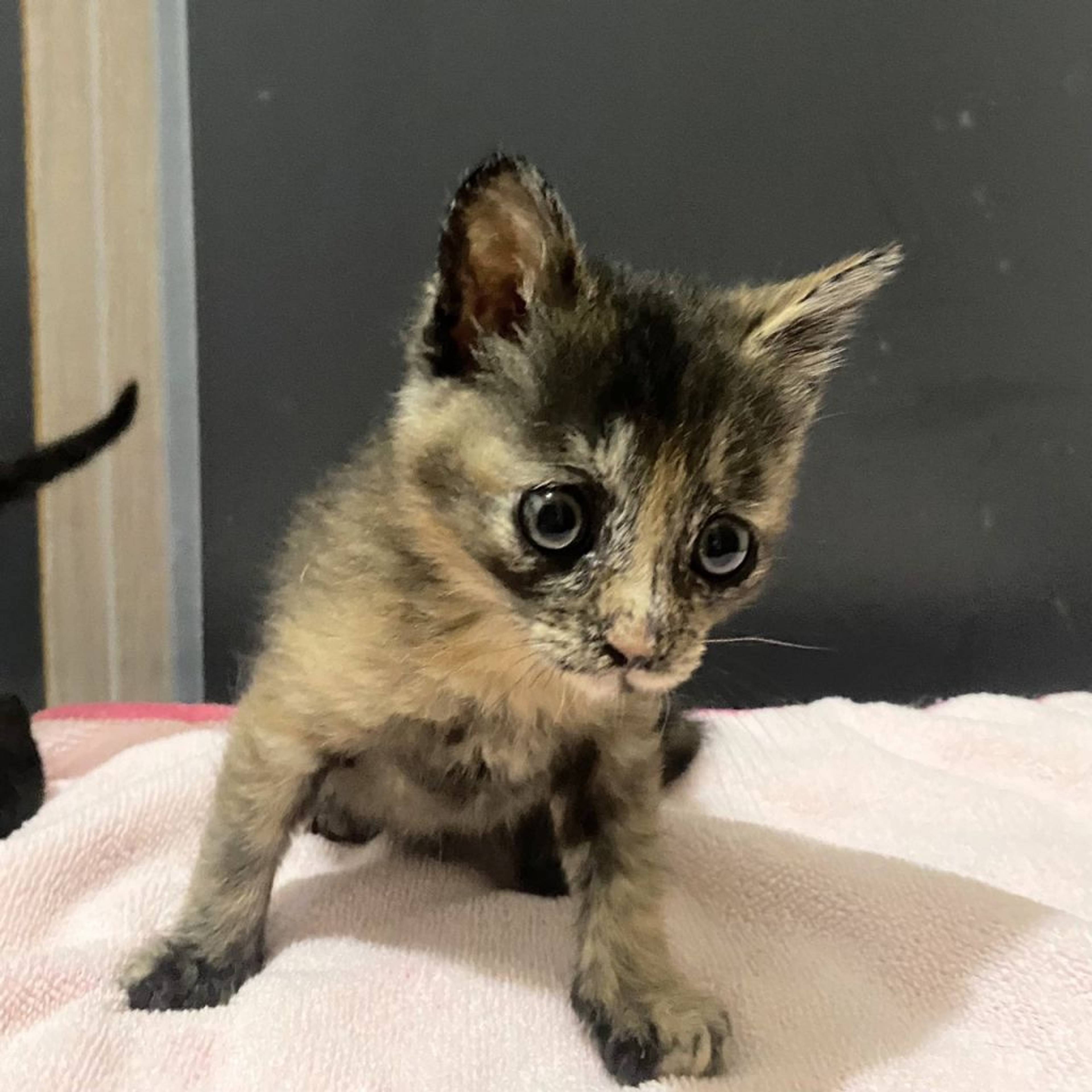 雑種（ミックス猫）・メスの里親募集の写真
